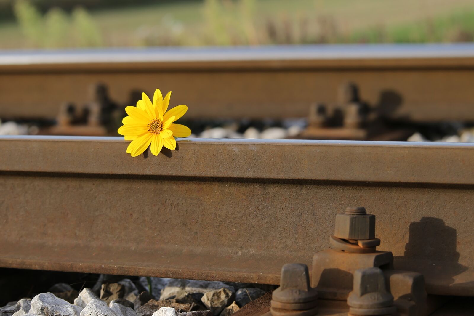Tamron 70-210mm F4 Di VC USD sample photo. Railway, rail tracks, flower photography