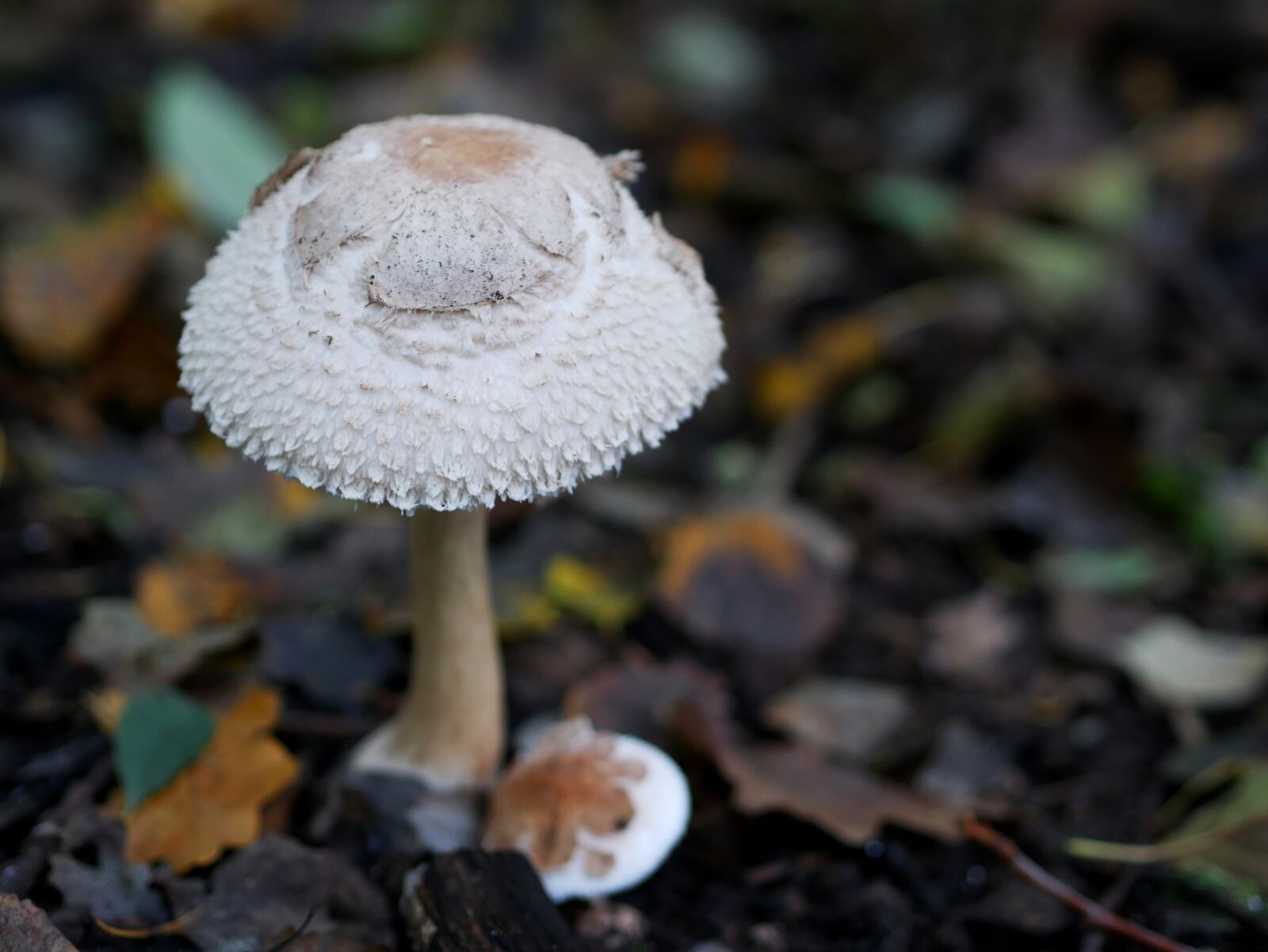 Panasonic Lumix DMC-GX85 (Lumix DMC-GX80 / Lumix DMC-GX7 Mark II) sample photo. Mushroom, white autumn, forest photography