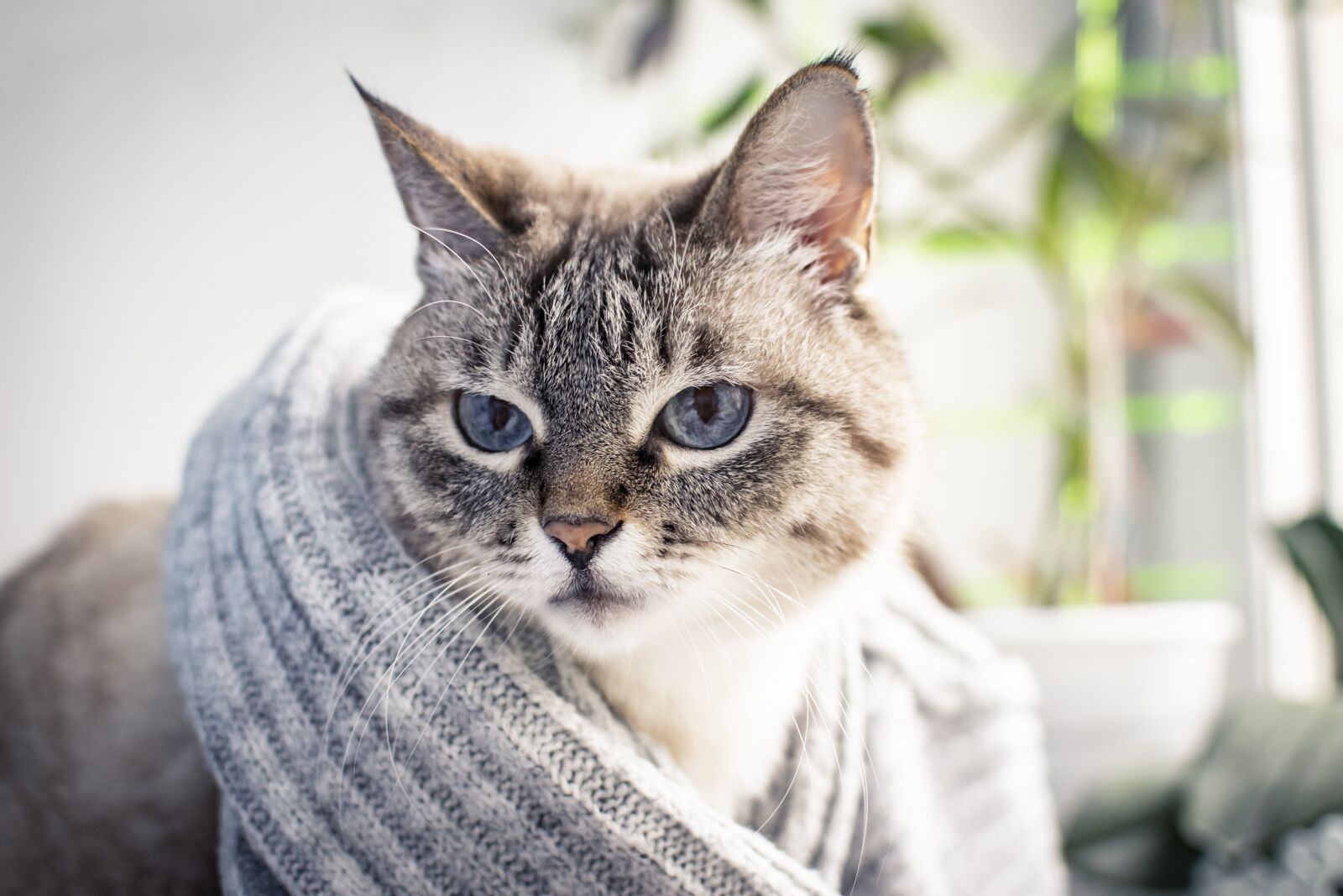 Nikon D5300 sample photo. Cat, cats, kitten photography