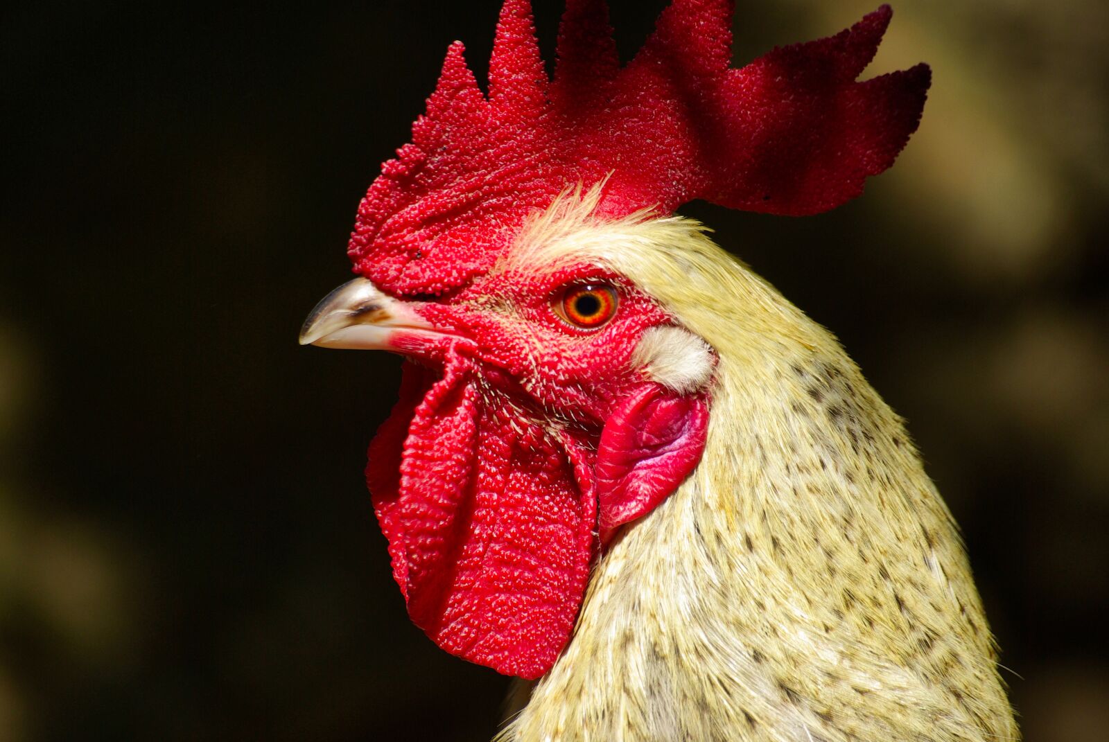 Pentax K10D sample photo. Gallo, hen, chicken photography