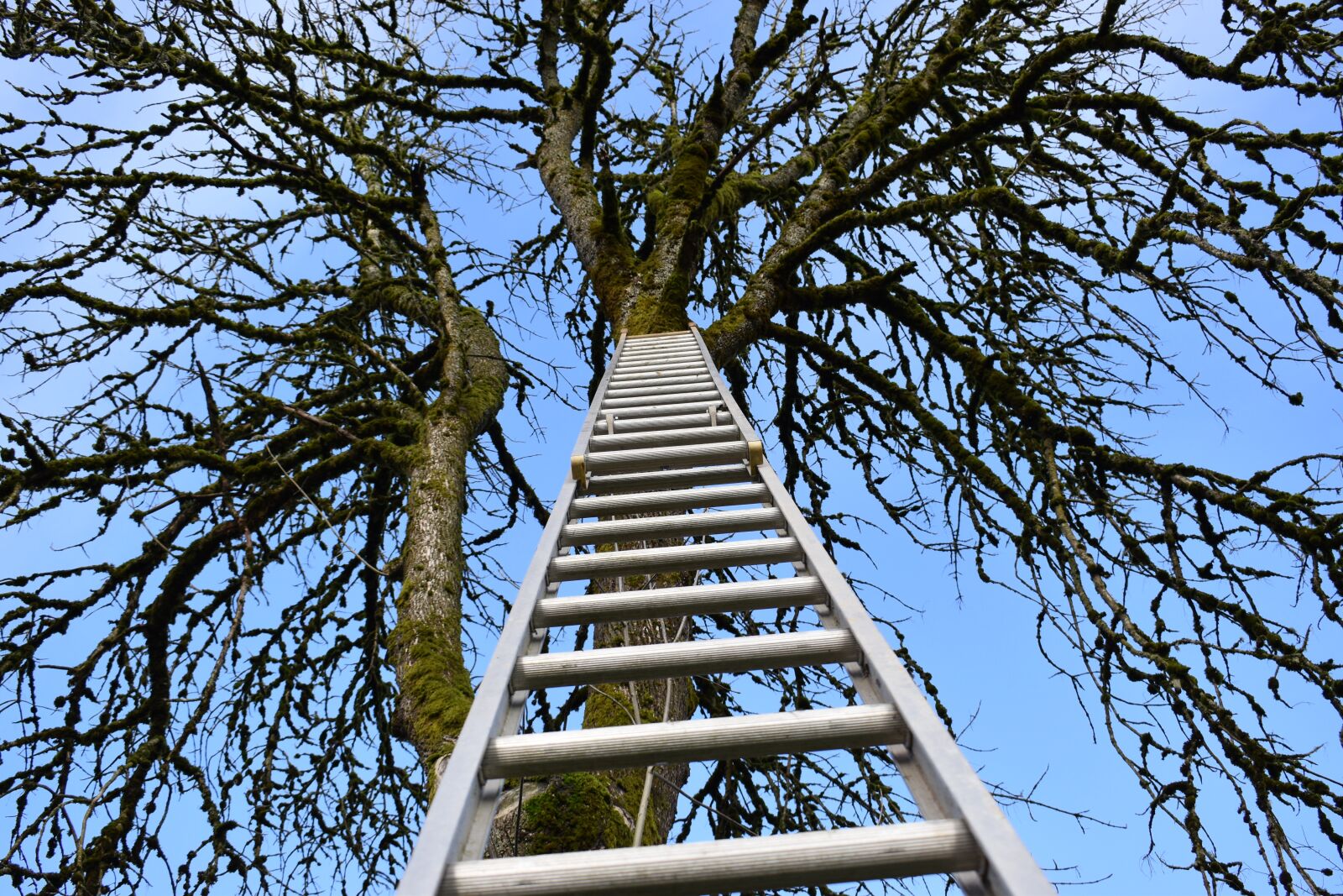 Nikon D3500 sample photo. Wallpaper, ladder, climb photography