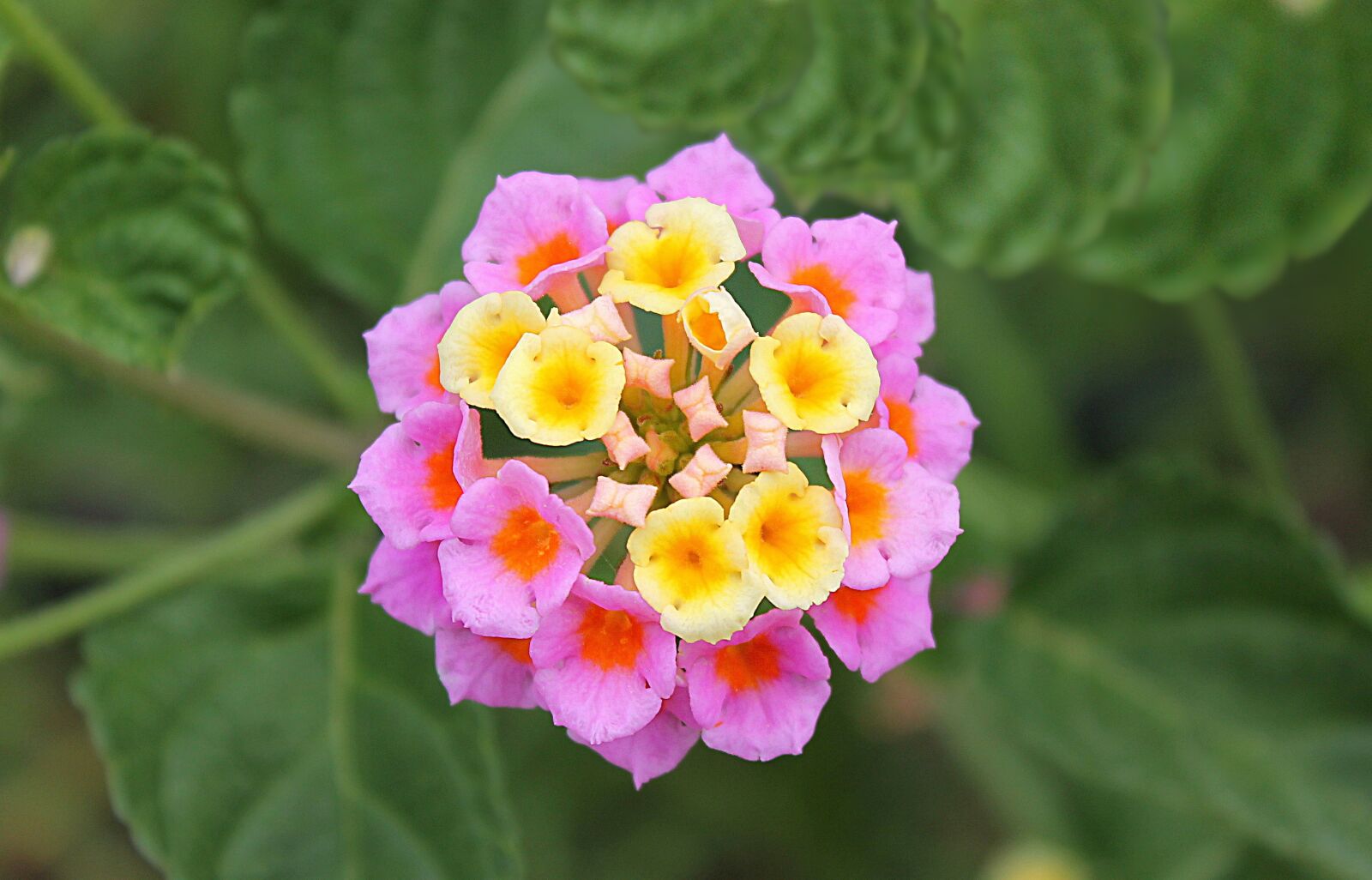 Canon EOS 1100D (EOS Rebel T3 / EOS Kiss X50) sample photo. Lantana, dicotyledonous flowering plants photography