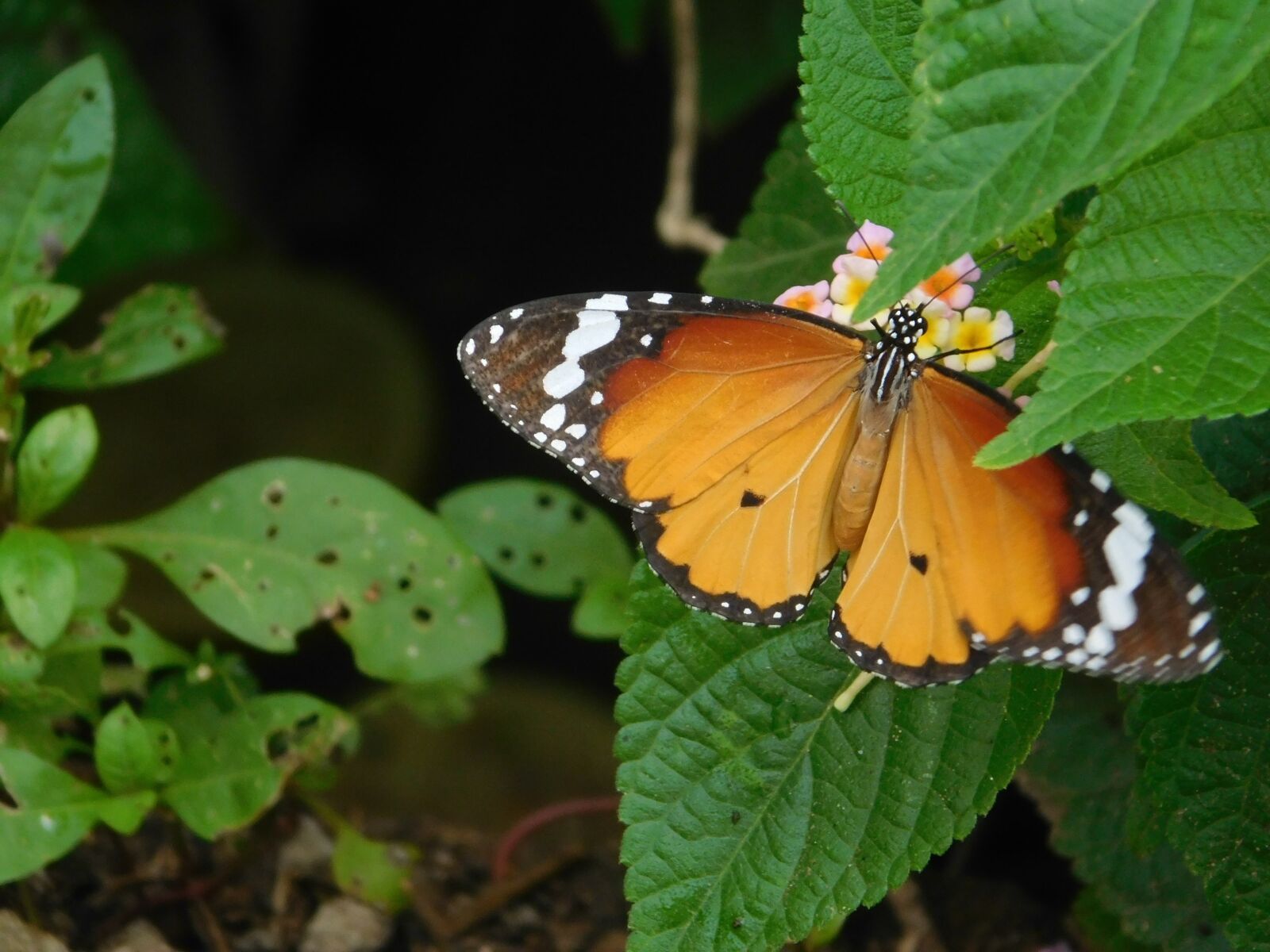 Nikon Coolpix L840 sample photo. Butterfly, green, plants photography