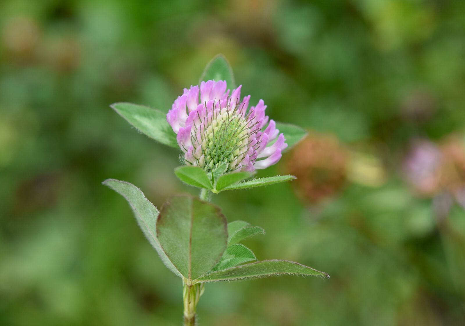 Nikon D5600 sample photo. Clover flower, green leaves photography