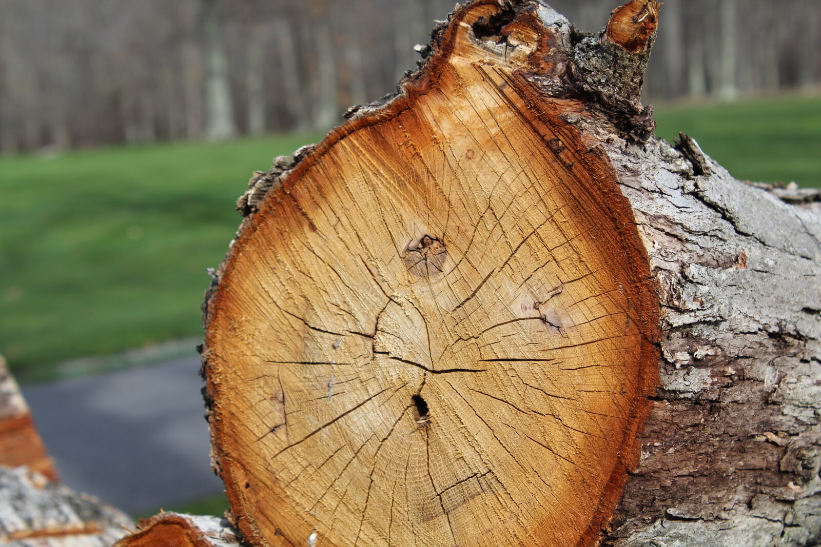 Canon EOS 1200D (EOS Rebel T5 / EOS Kiss X70 / EOS Hi) sample photo. Cracked, earth, green, log photography