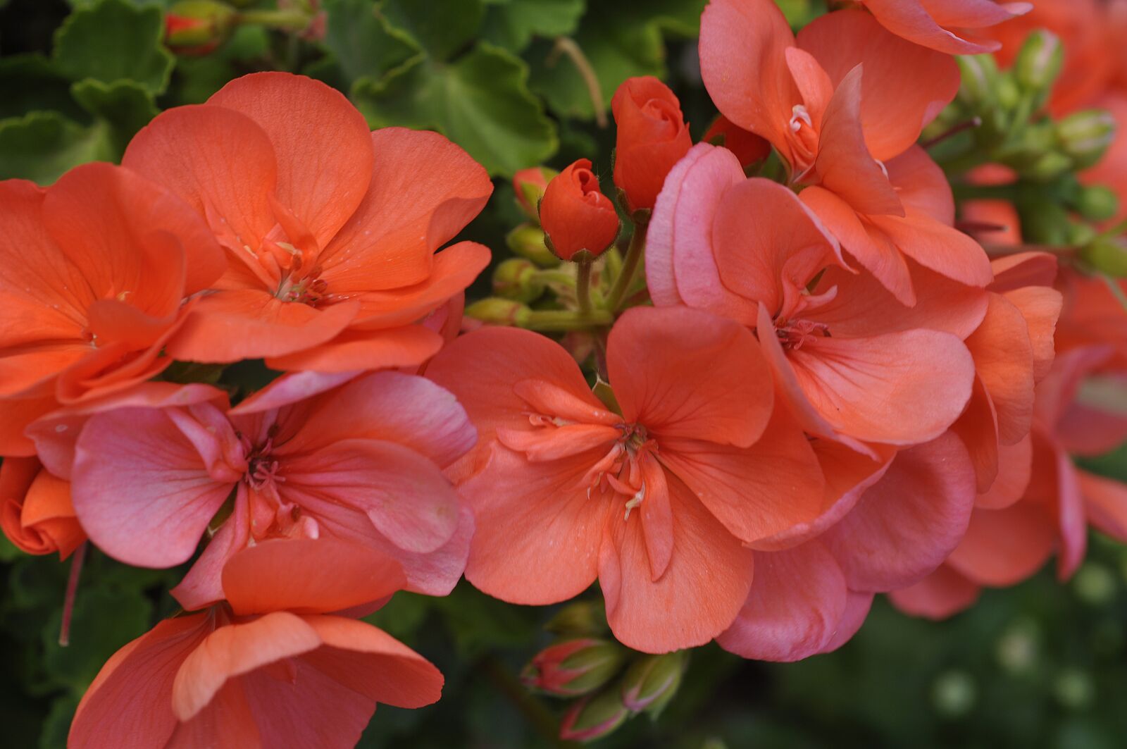 Nikon D90 sample photo. Salmon, big, geranium photography
