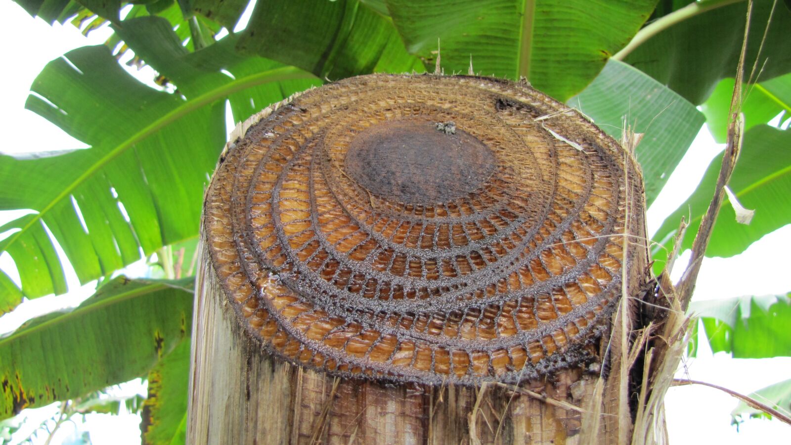 Canon PowerShot SX20 IS sample photo. Colombia, risaralda, plants photography