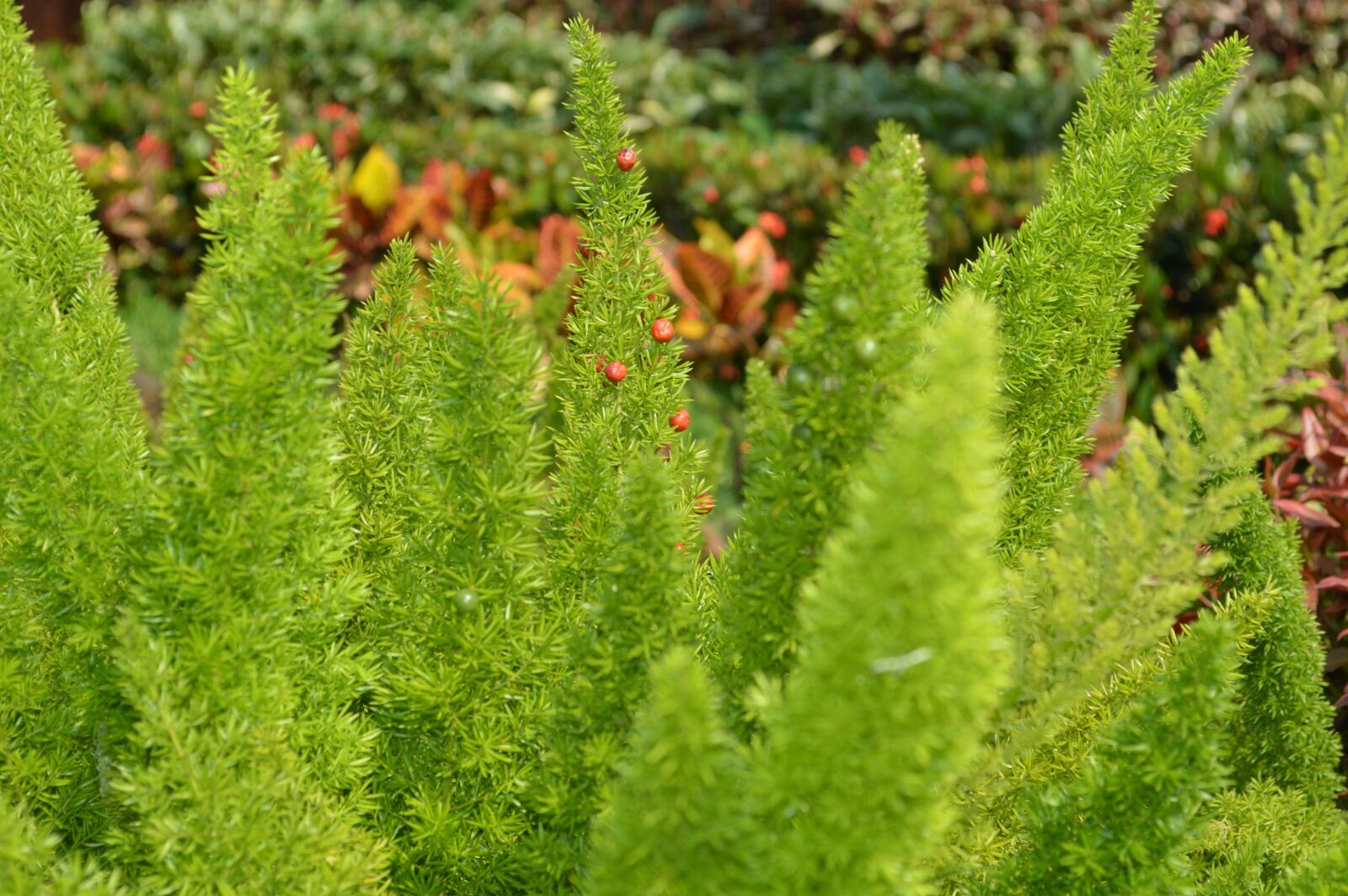 Nikon D3200 sample photo. Nature, garden, flowers photography