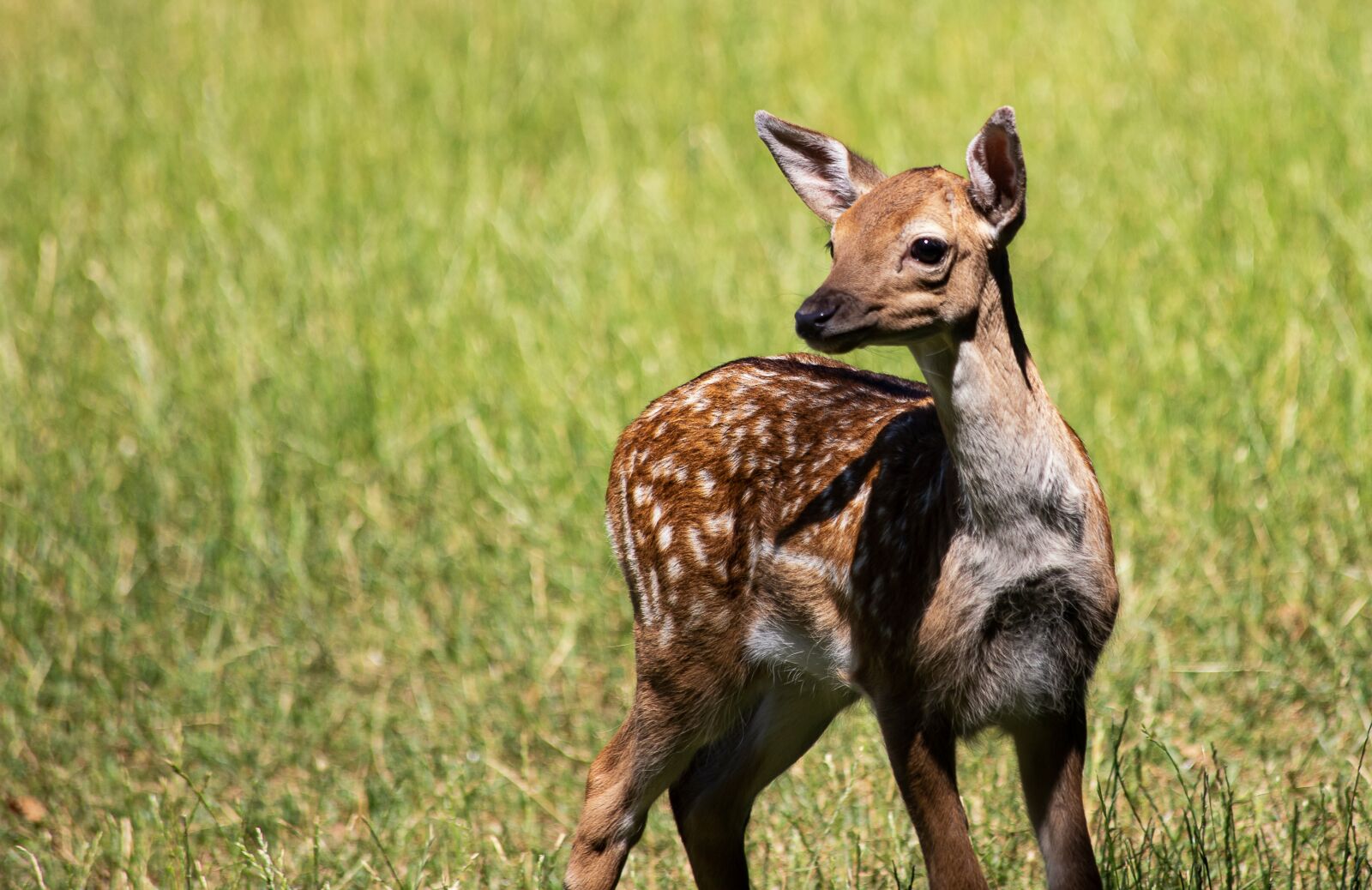 Canon EF 70-300mm F4-5.6 IS USM sample photo. Fawn, kitz, young animal photography