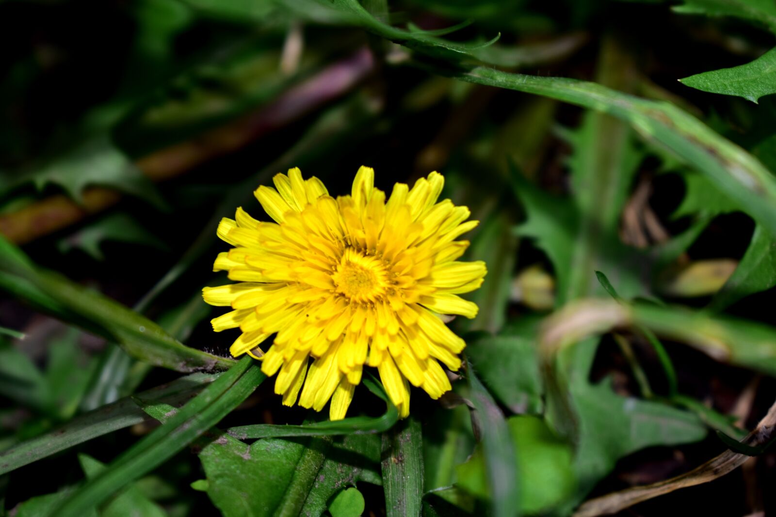 Nikon D5600 sample photo. Flower, dandelion, plant photography