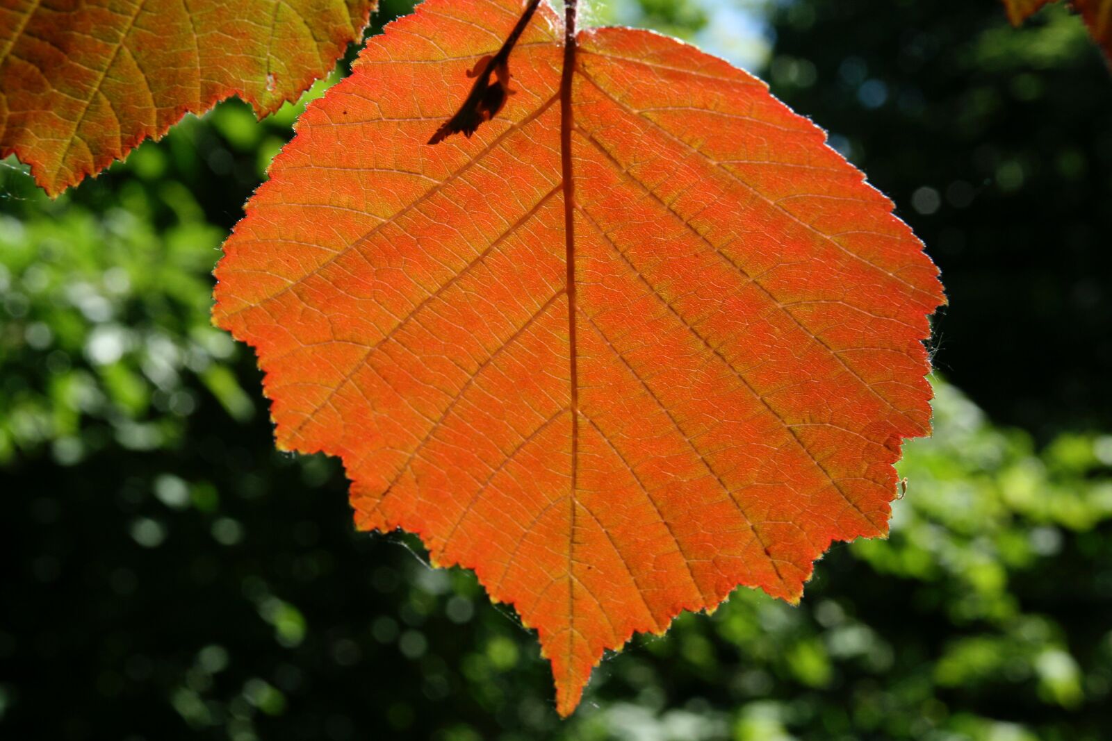 Canon EOS 400D (EOS Digital Rebel XTi / EOS Kiss Digital X) sample photo. Autumn, leaves, leaf photography