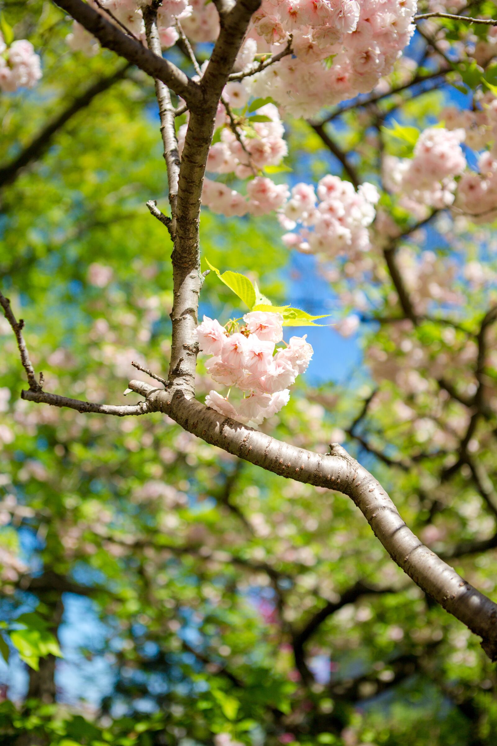 Canon EF 24-70mm F2.8L USM sample photo. Sakura, flower, tree photography