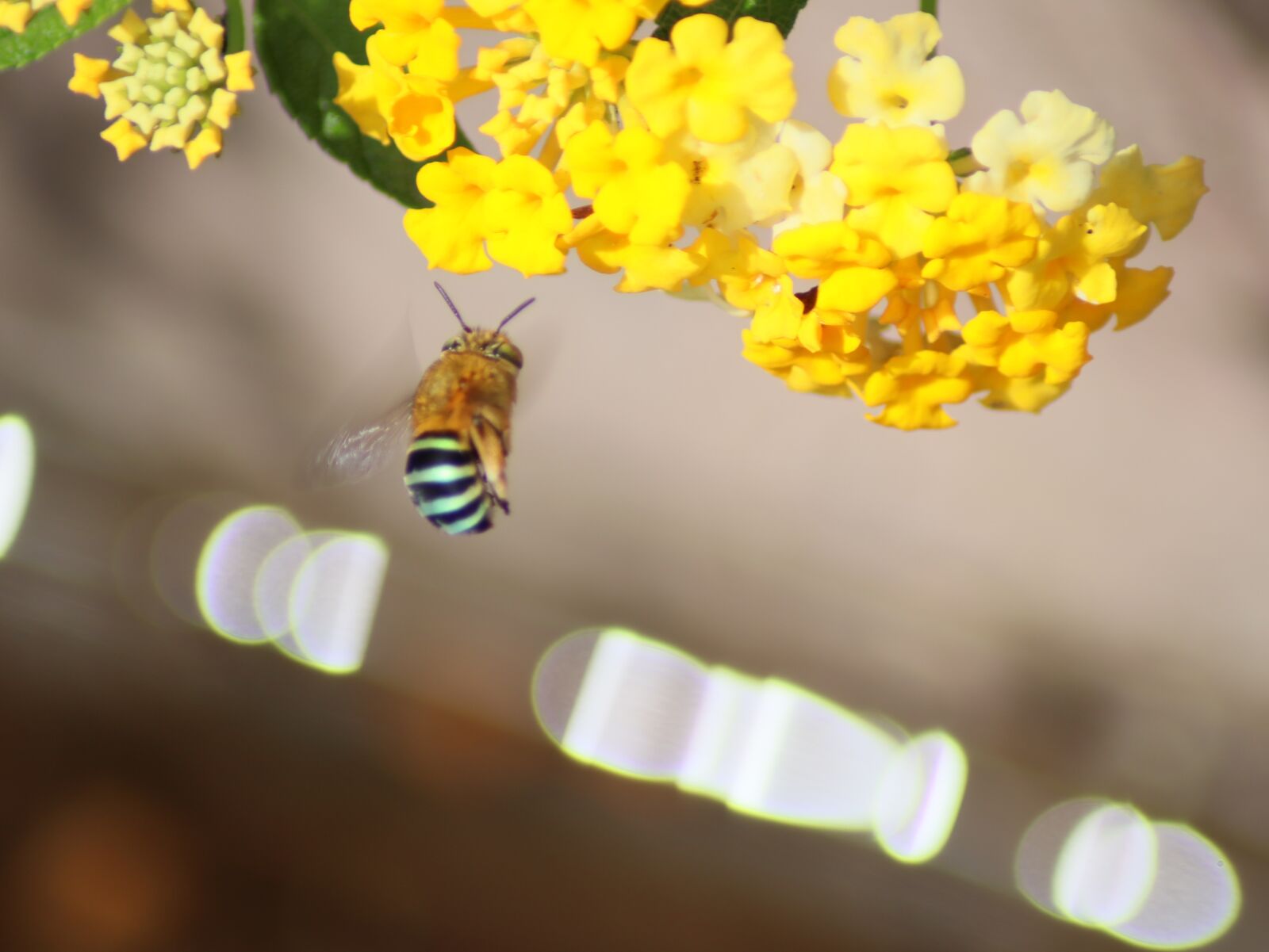 Canon EOS M50 (EOS Kiss M) sample photo. Flying, little, bee photography