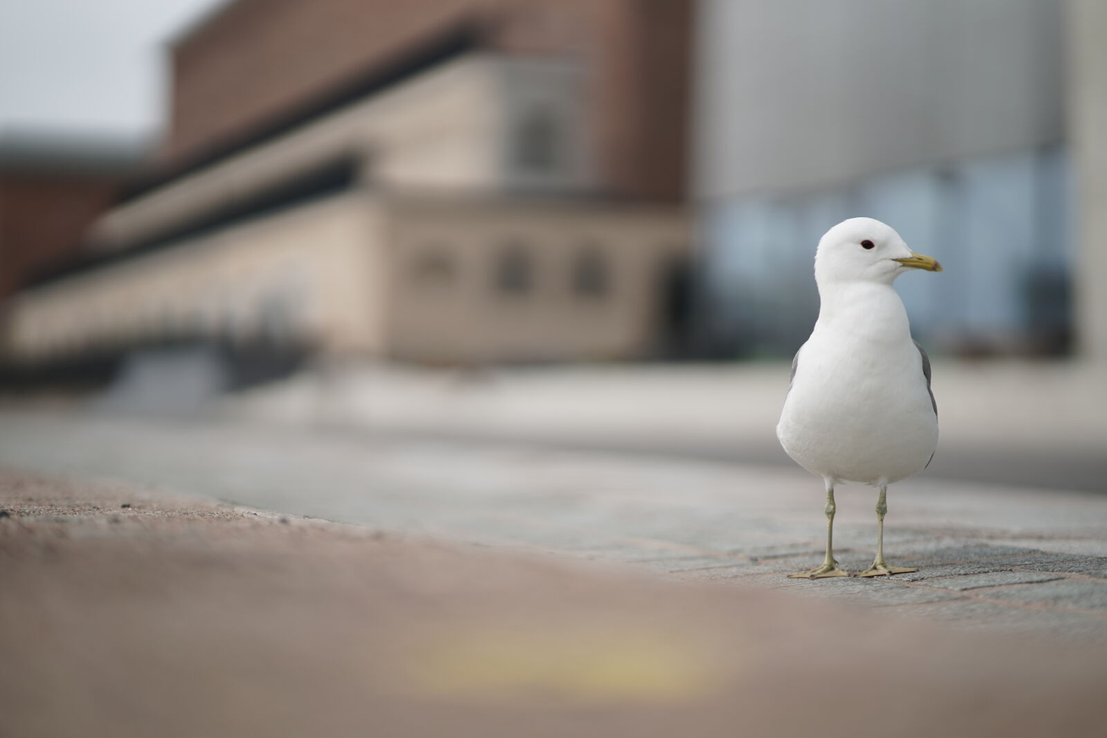 Samyang AF 35mm F1.4 FE sample photo. Curious seagull photography