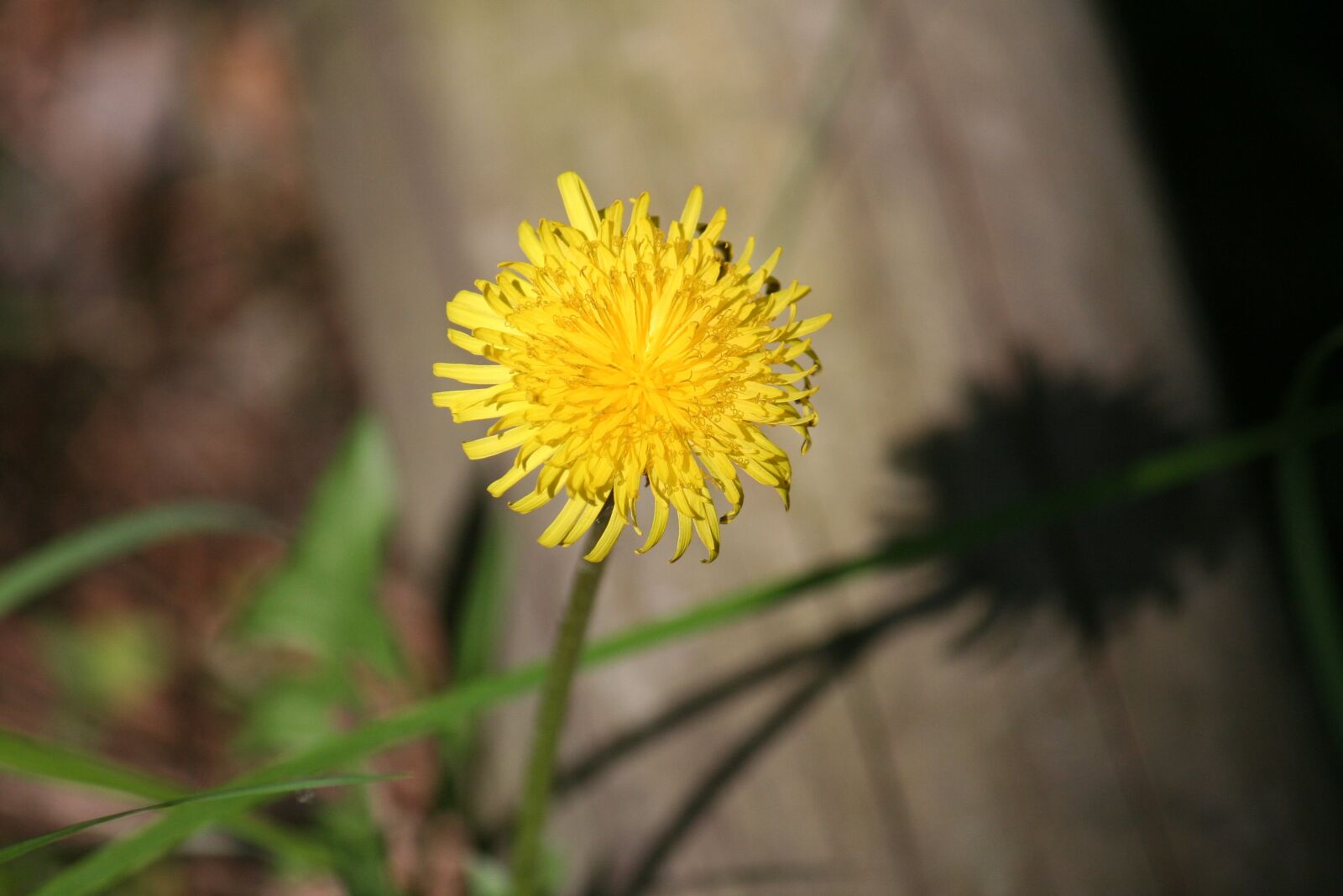 Canon EOS 350D (EOS Digital Rebel XT / EOS Kiss Digital N) sample photo. Dandelion, forest, macro photography photography