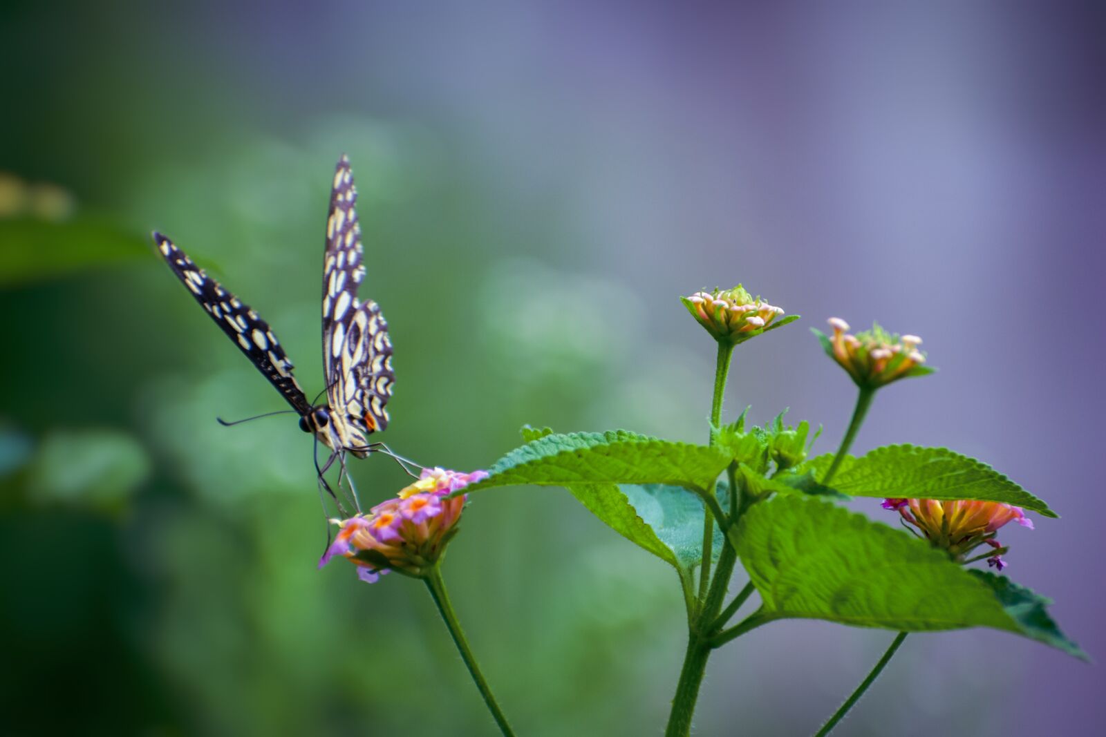 Nikon D5600 sample photo. Butterfly, flowers, plants photography