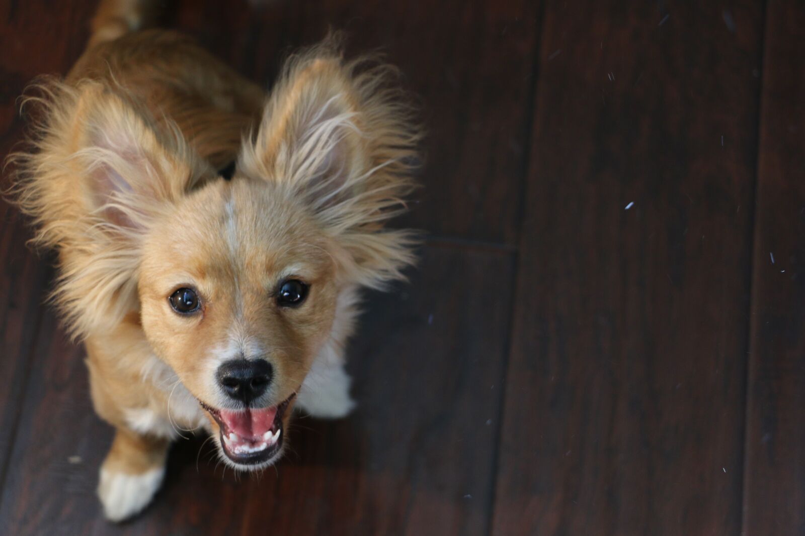 Canon EOS 70D sample photo. Dog, puppy, cute photography