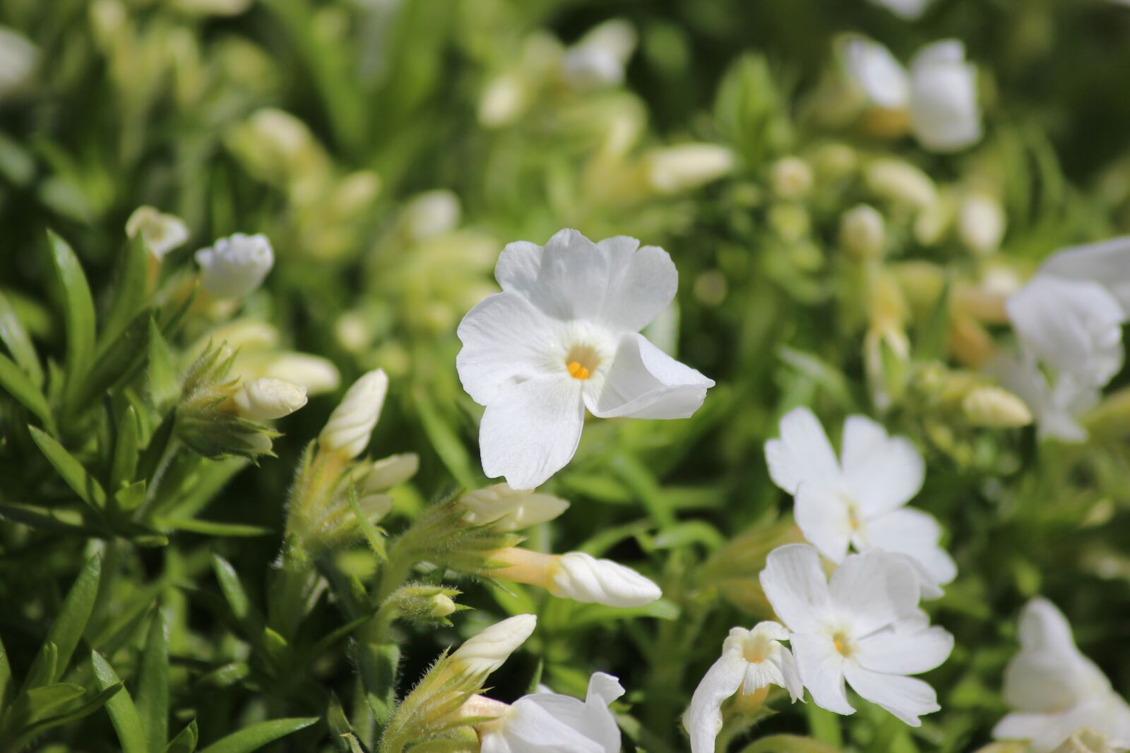 Canon EOS 600D (Rebel EOS T3i / EOS Kiss X5) sample photo. Flower, white, garden photography