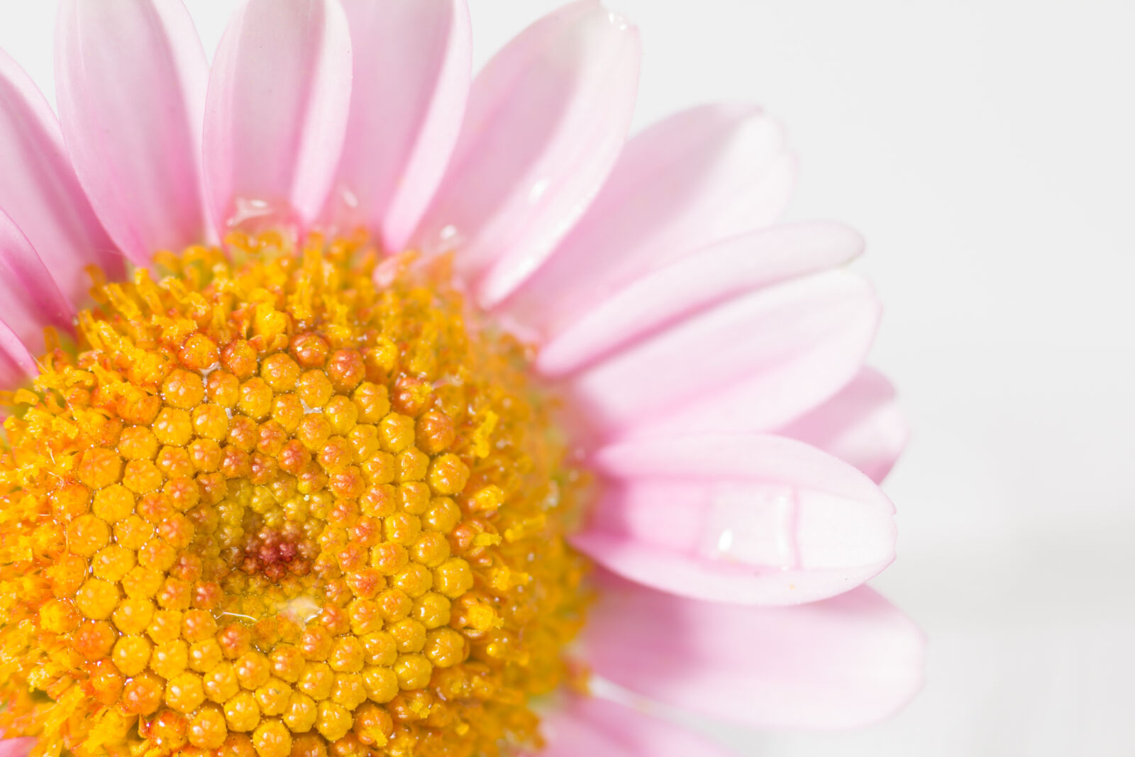 Canon EOS 60D sample photo. Flower, macro, photo, macro photography