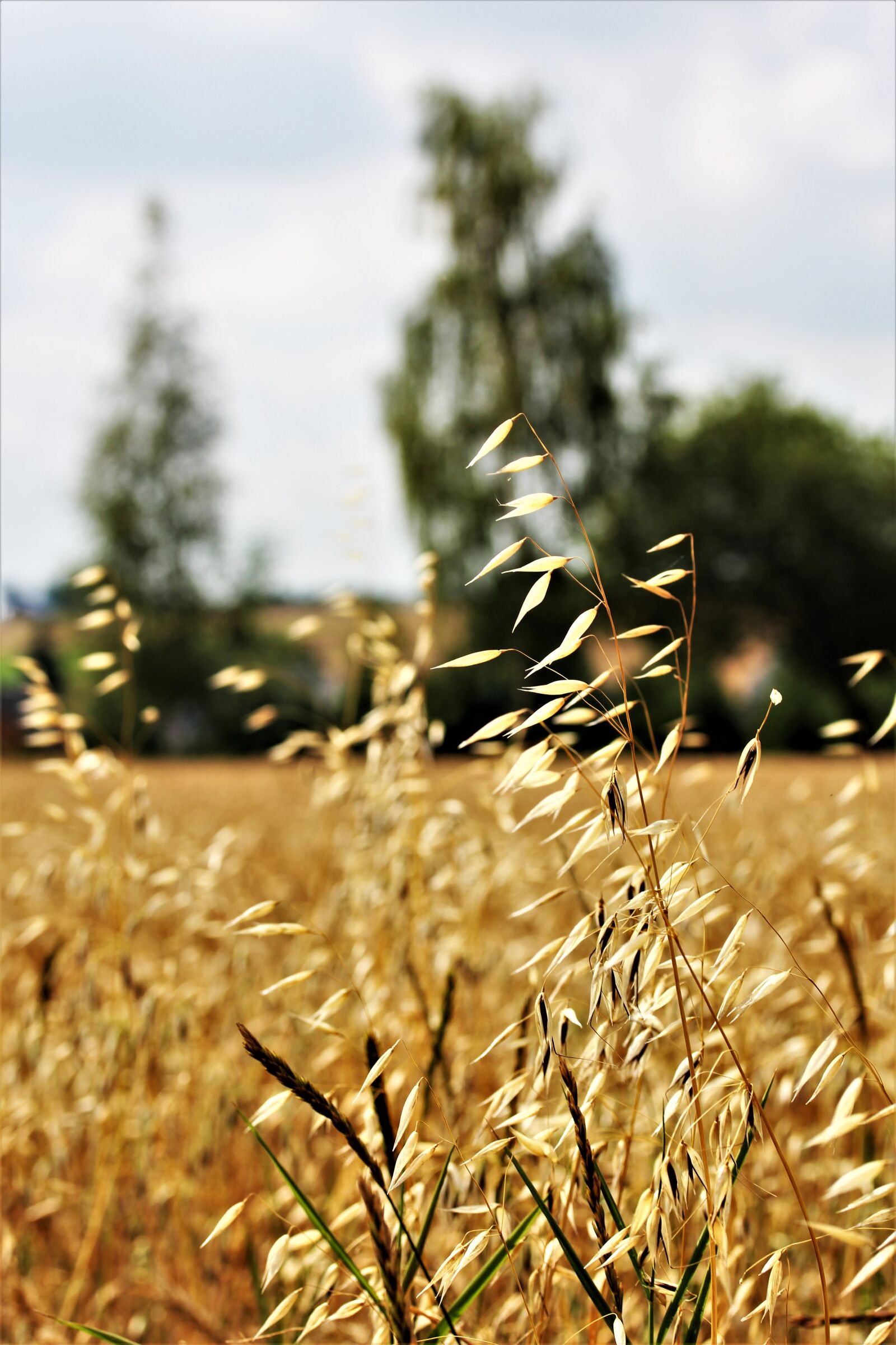 Canon EOS 550D (EOS Rebel T2i / EOS Kiss X4) sample photo. Oats, agriculture, cereals photography