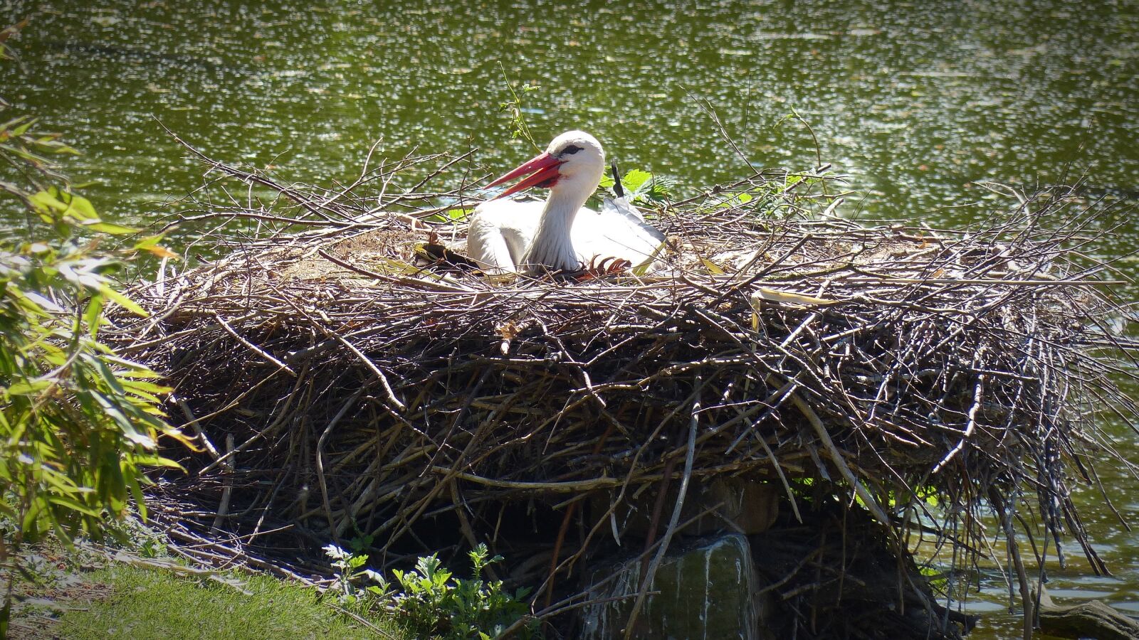 Panasonic Lumix DMC-FZ200 sample photo. Stork, storchennest, bird photography