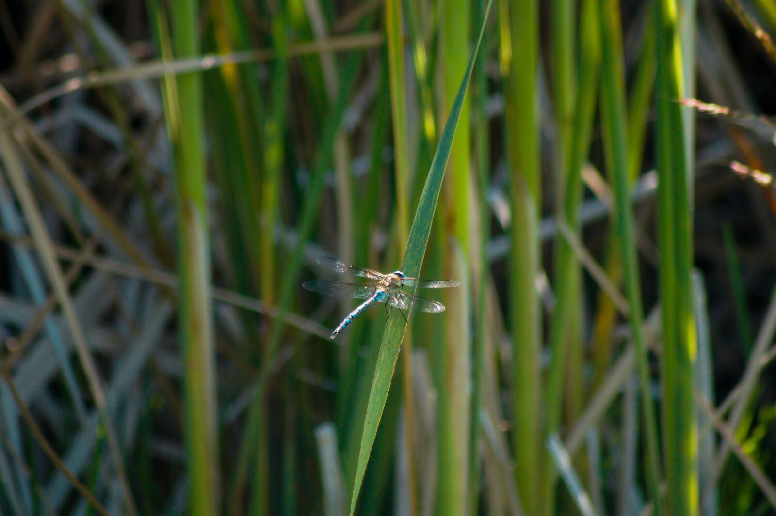 Sony SLT-A58 sample photo. Dragonfly, pound, nature photography