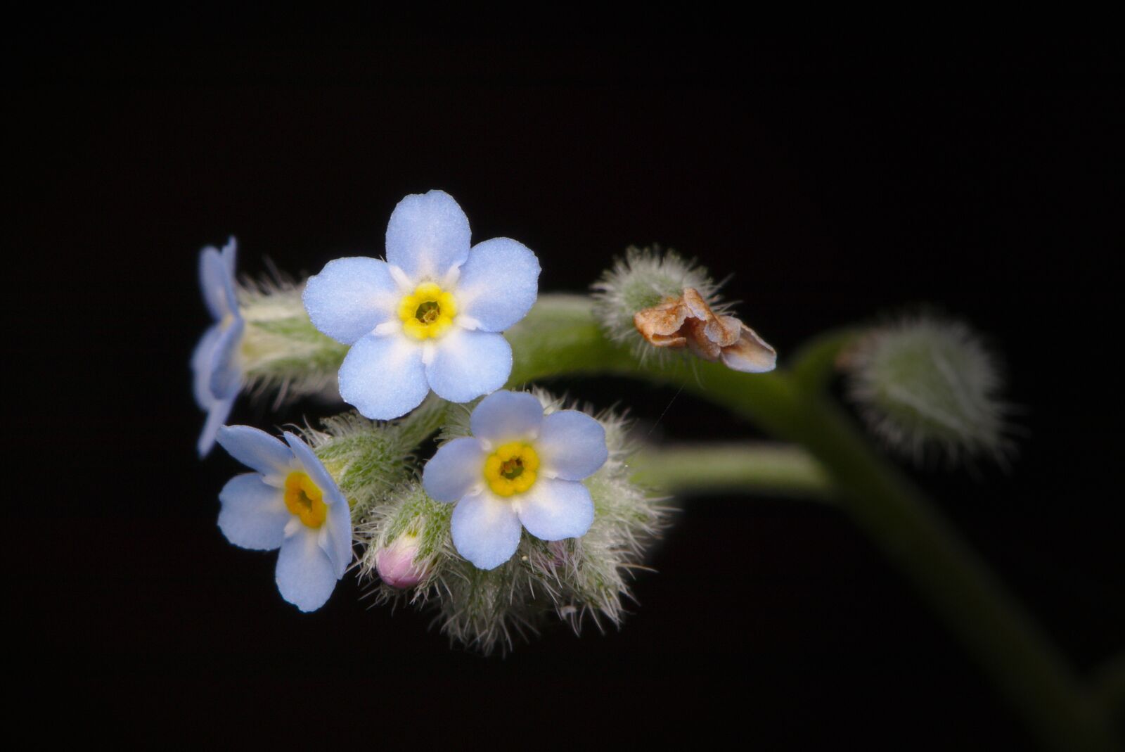 Canon EOS M5 sample photo. Forget me not, blossom photography