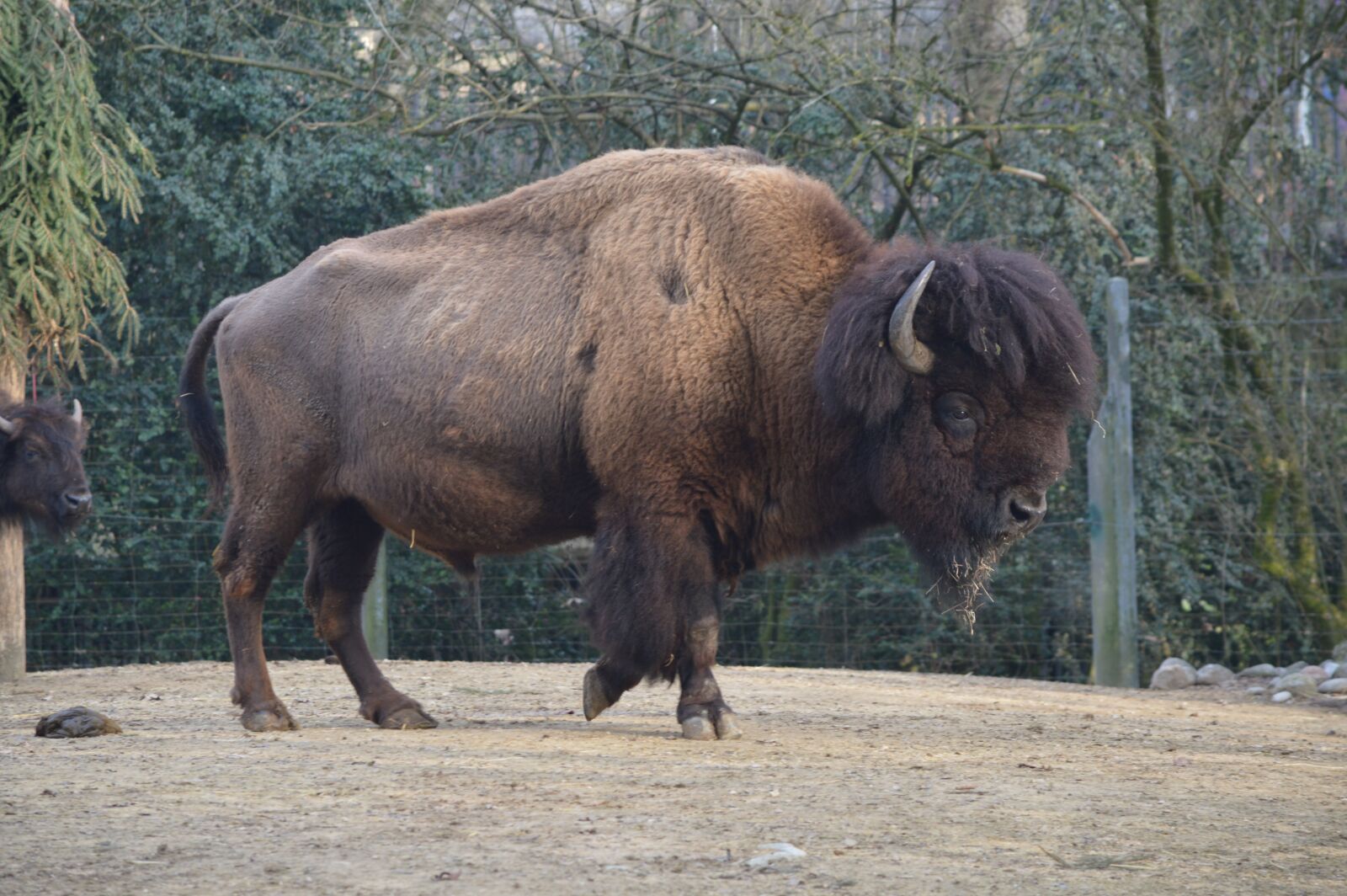 Nikon D3200 sample photo. Mammal, animal, wildlife photography