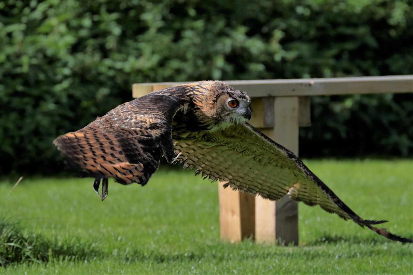 Canon EF 70-300mm F4-5.6L IS USM sample photo. Eagle owl, owl, bird photography