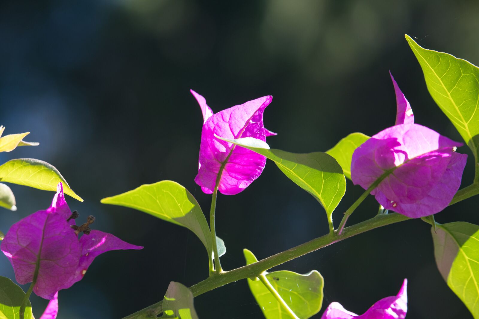 Canon EF-S 55-250mm F4-5.6 IS STM sample photo. Bougainvillea, triple flower, pink photography