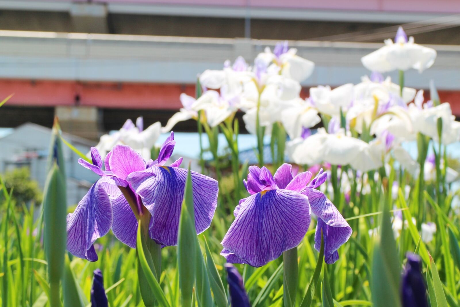 Canon EOS M2 sample photo. Iris, flowers, june photography
