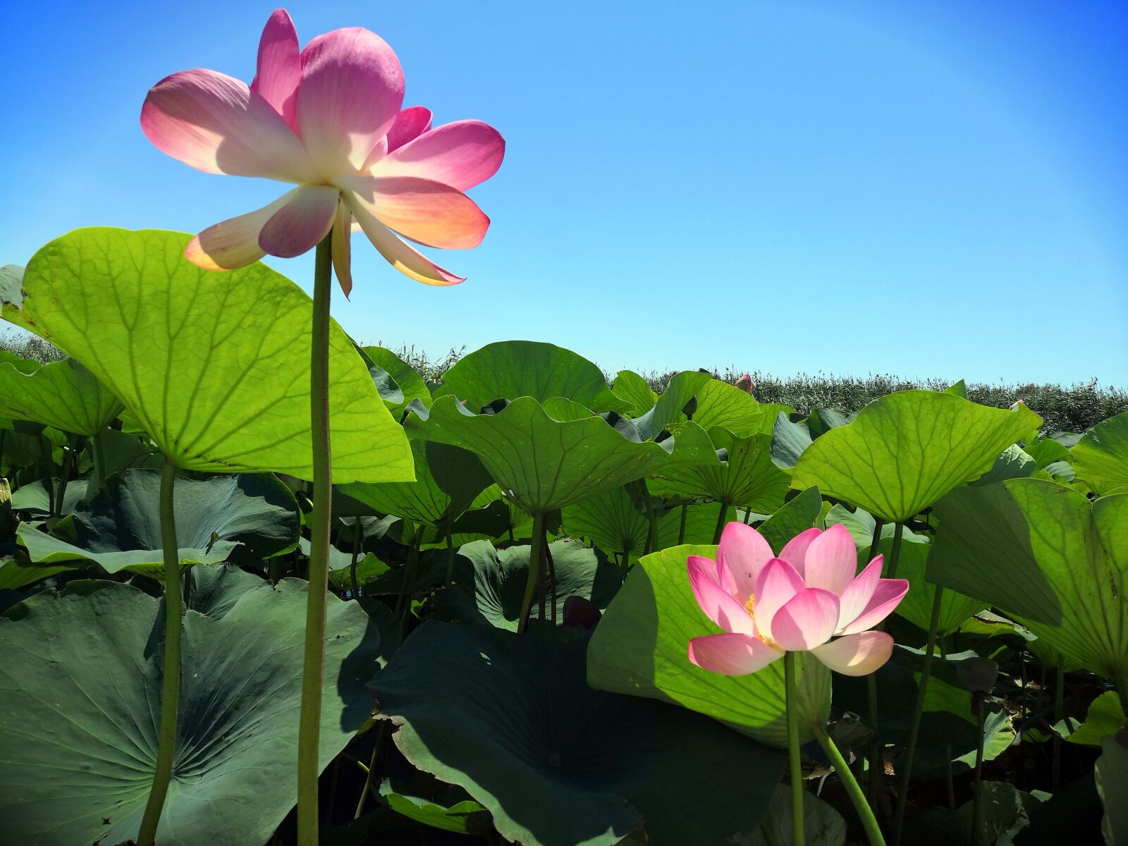 HUAWEI Honor Play sample photo. Lotus, lotus valley, anapa photography