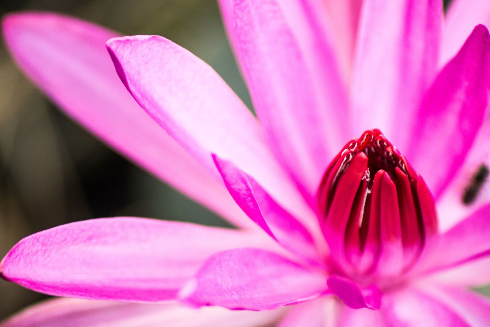 Nikon D3100 sample photo. Flower, closeup, nature photography