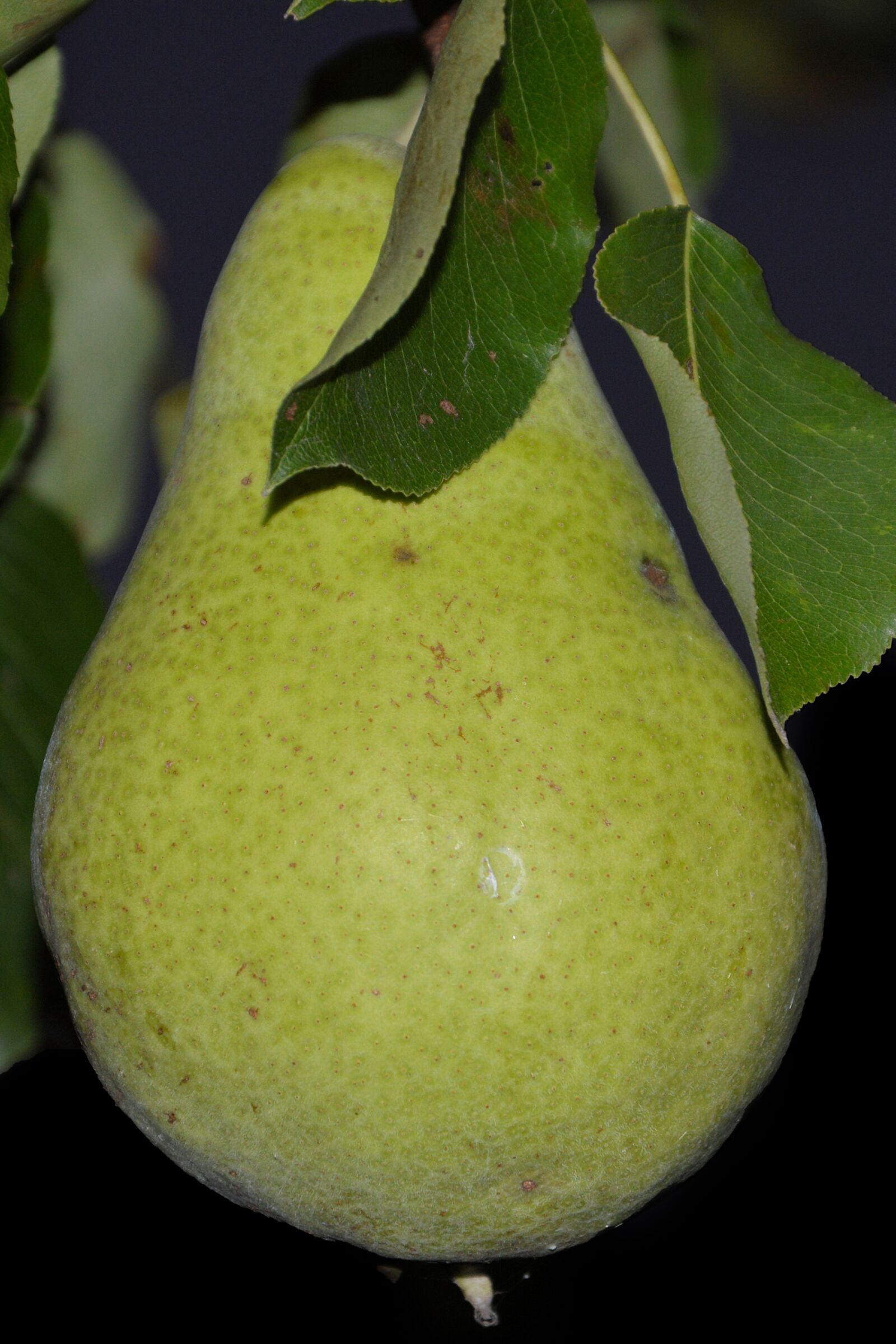 Nikon D3200 sample photo. Pear, leaves, fruit photography