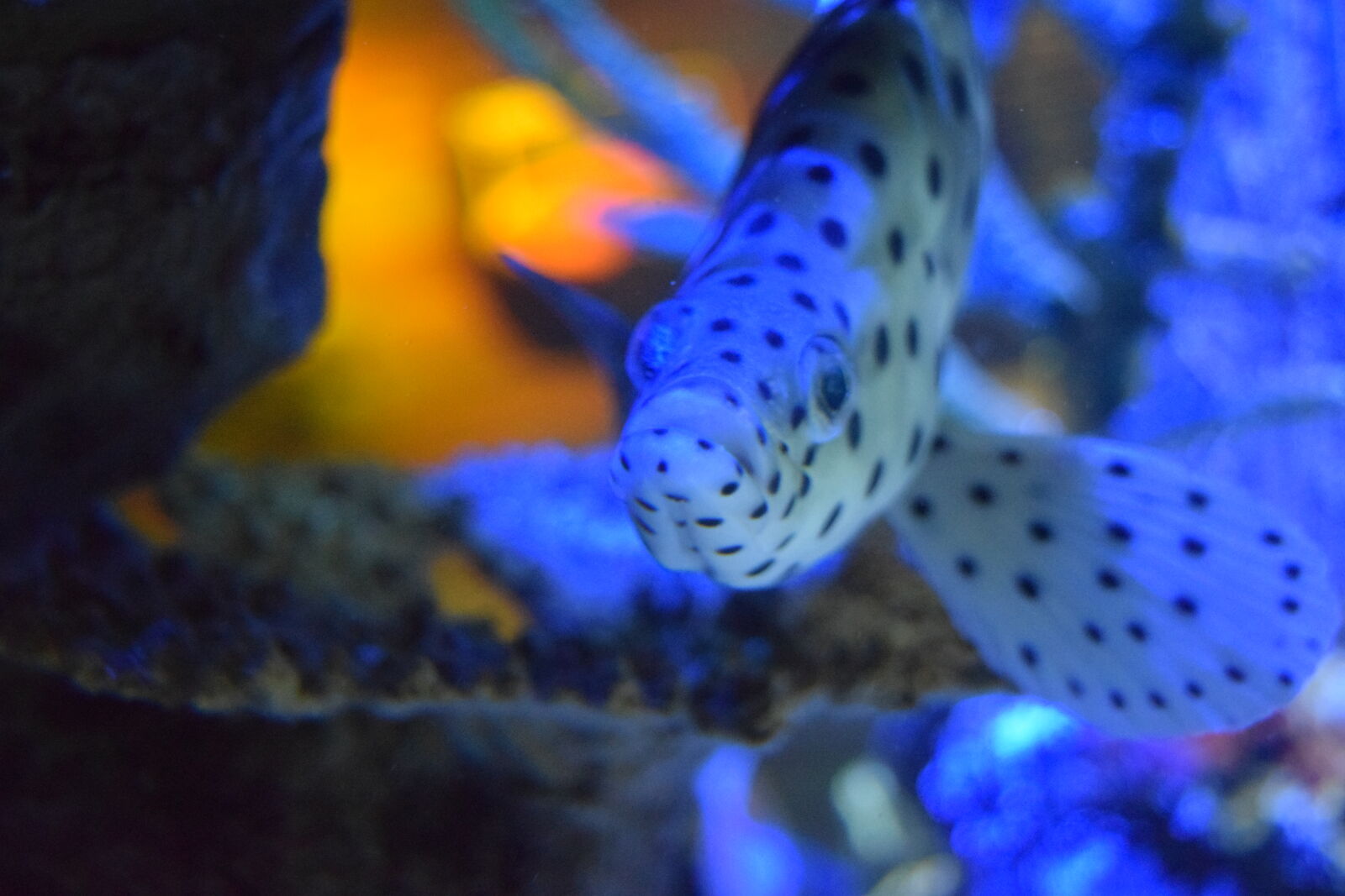 Nikon D3300 sample photo. Black, dot, fish, fish photography
