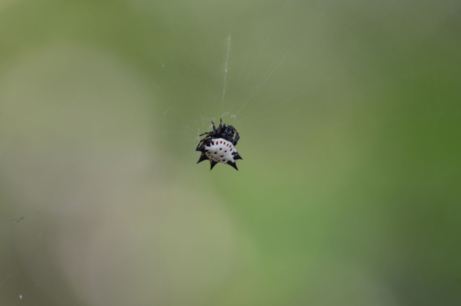 Nikon D3200 sample photo. Blur, close, up, focus photography