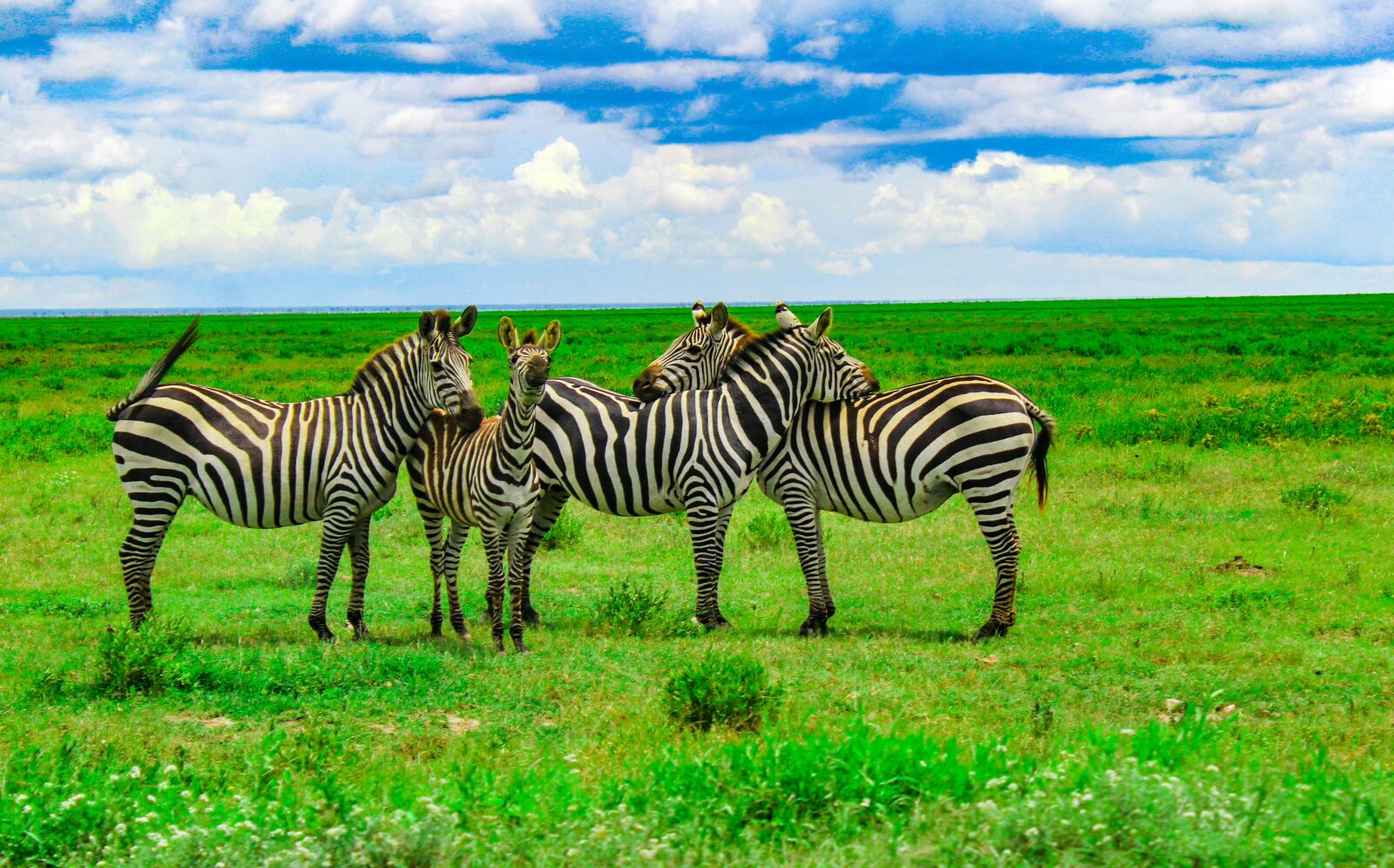 Canon EOS 1200D (EOS Rebel T5 / EOS Kiss X70 / EOS Hi) sample photo. Serengeti, africa, tanzania photography