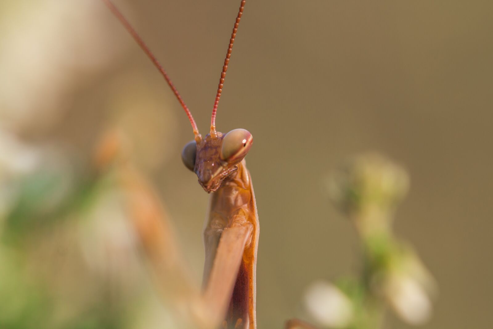 Canon EOS 70D sample photo. Mantis, mantis religosia, mantidae photography