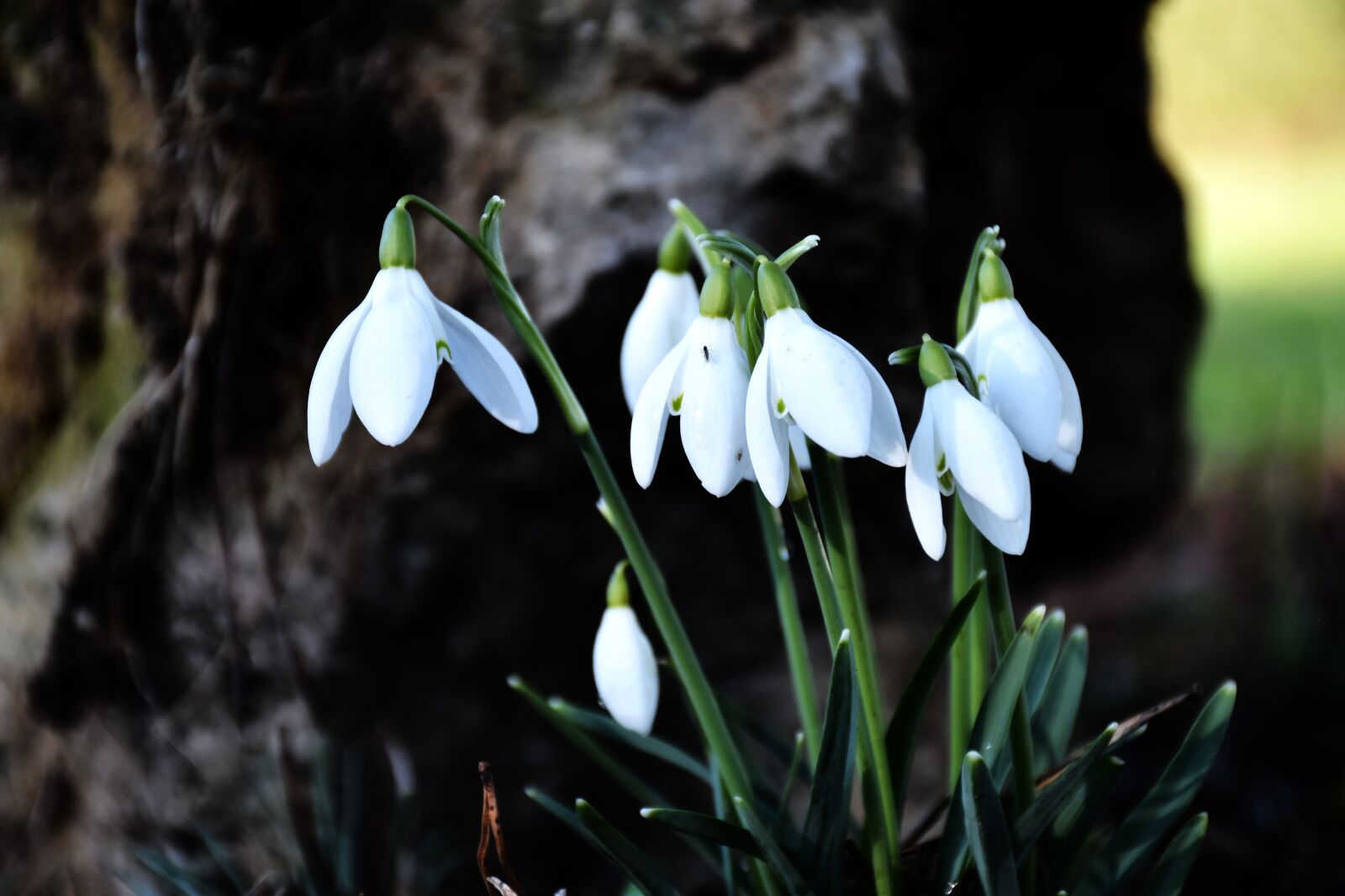 Nikon D7200 sample photo. Snowdrops, white, spring photography