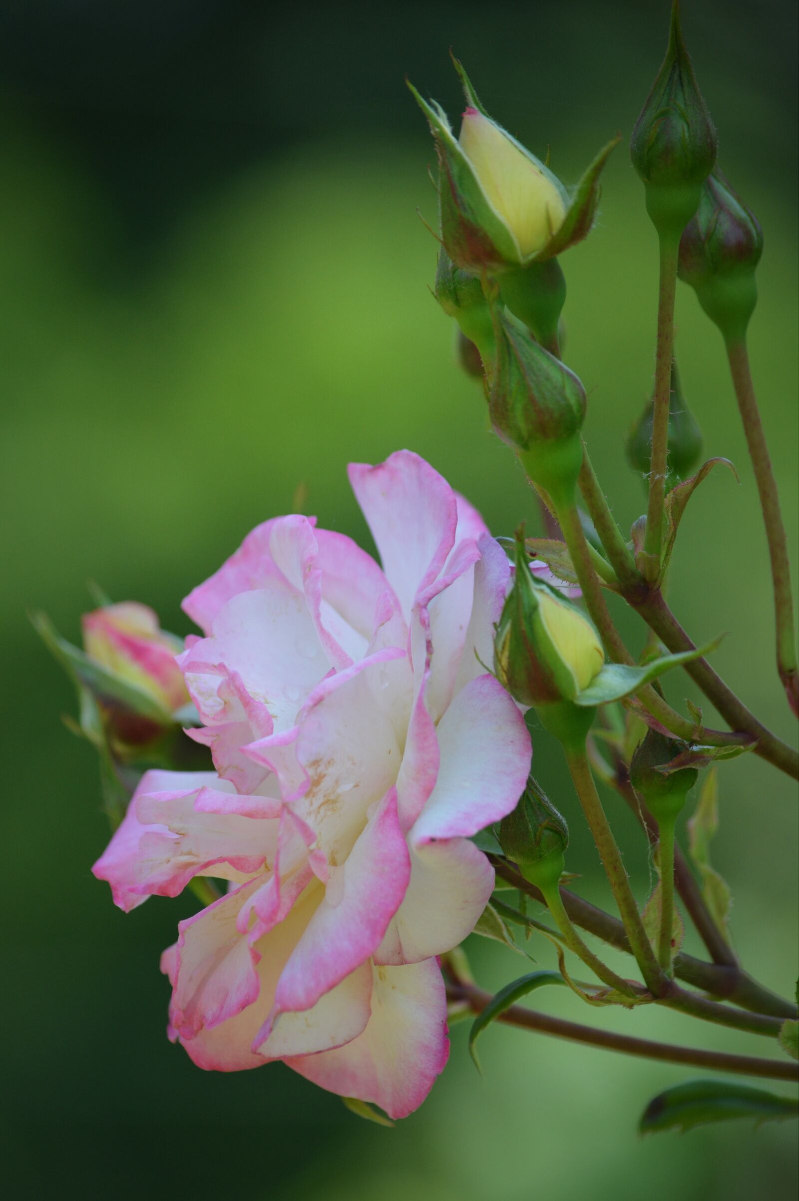 Nikon D5200 sample photo. Rose, flower, nature photography