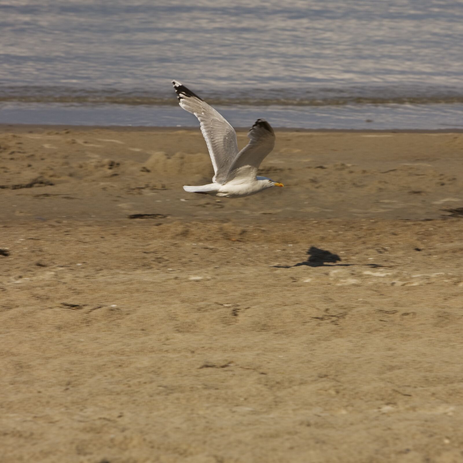 Canon EOS-1Ds Mark III sample photo. Seagull, flight, sand photography