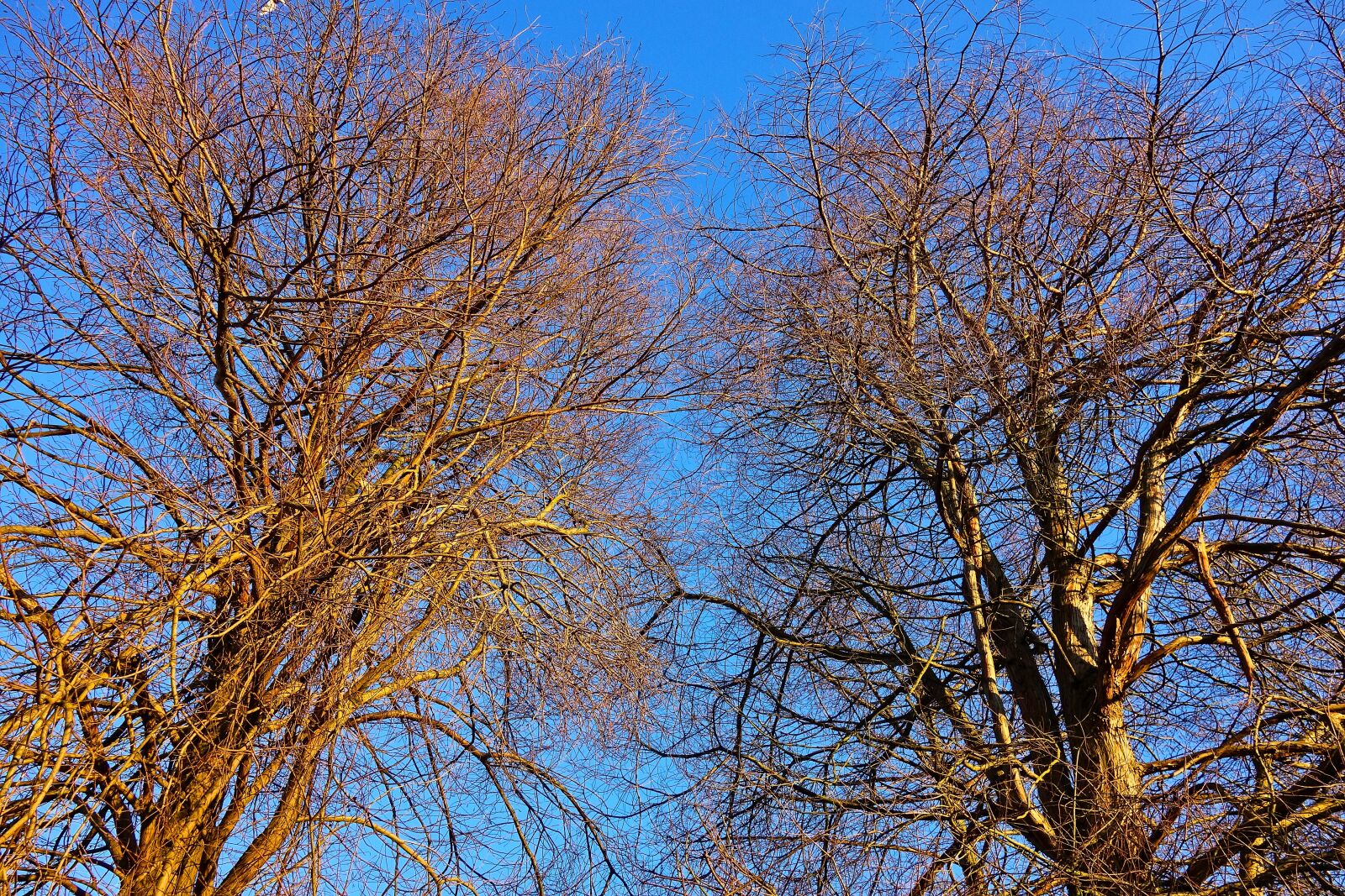 Sony Cyber-shot DSC-RX100 sample photo. Tree, tree top, branch photography