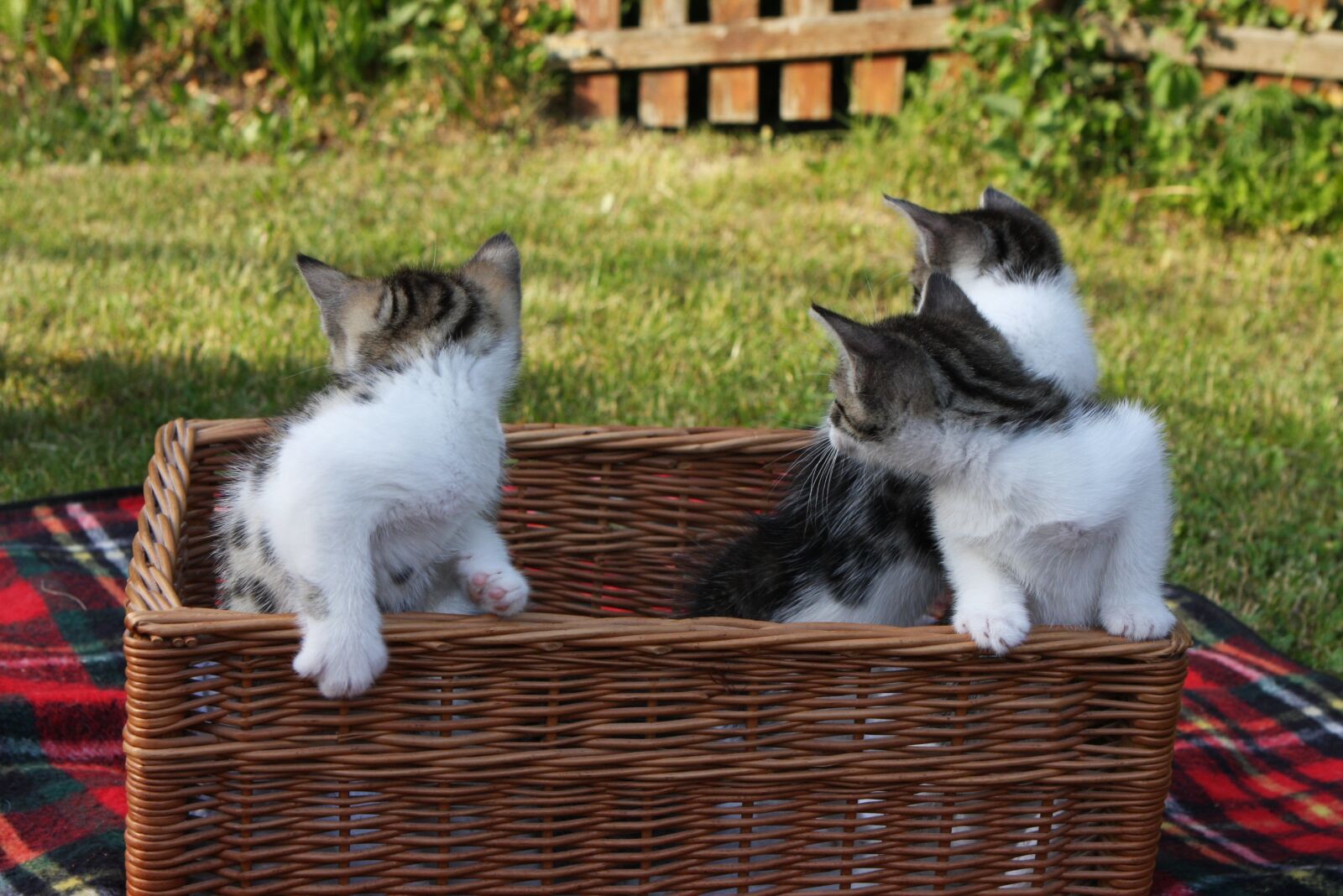 Canon EOS 40D sample photo. Cute, pet, animal photography