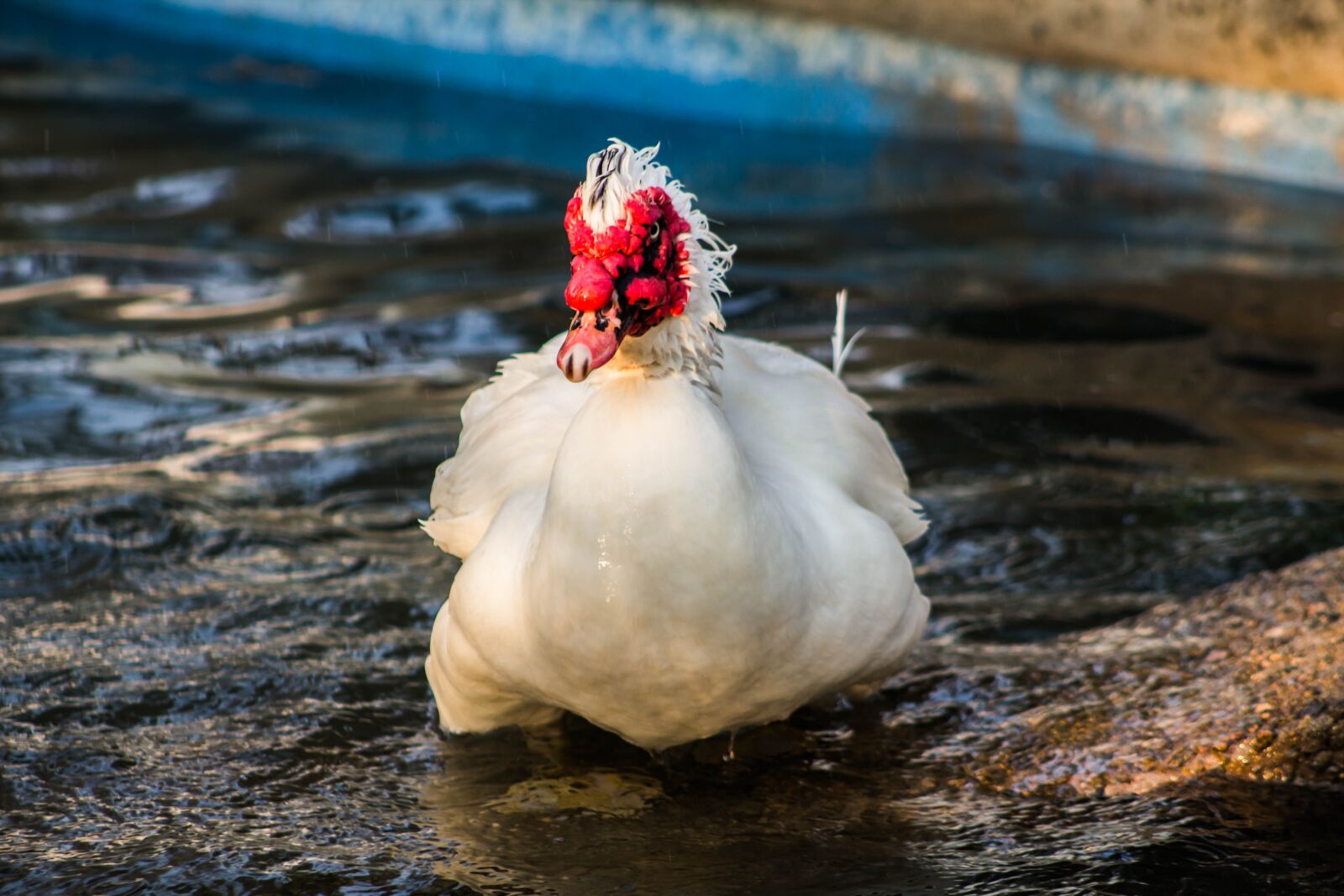 Canon EOS 600D (Rebel EOS T3i / EOS Kiss X5) sample photo. Duck, bird, animal photography