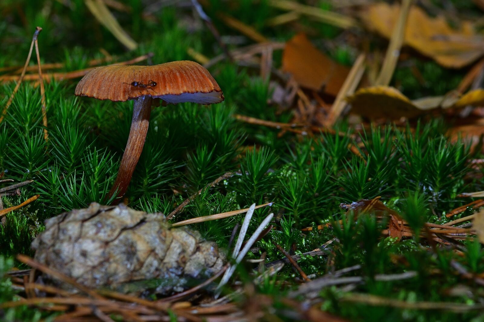 Nikon D5200 sample photo. Mushroom, moss, nature photography
