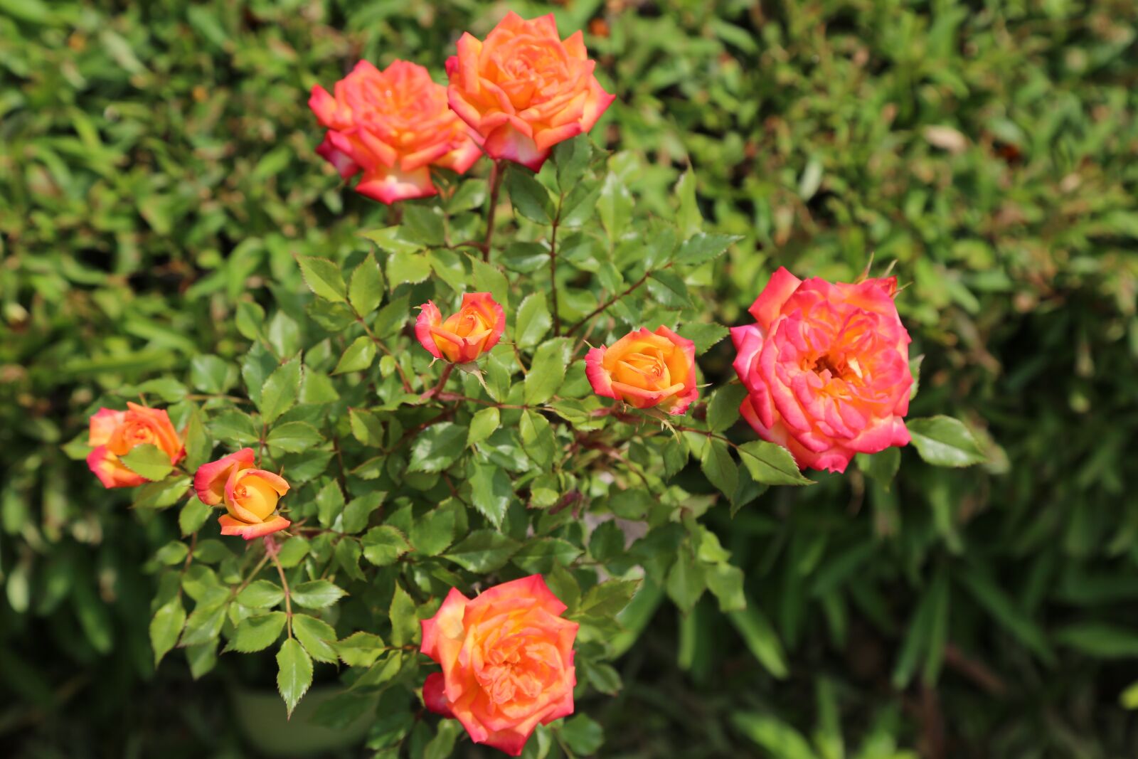 Canon EOS 5D Mark III sample photo. Rose, the rose garden photography
