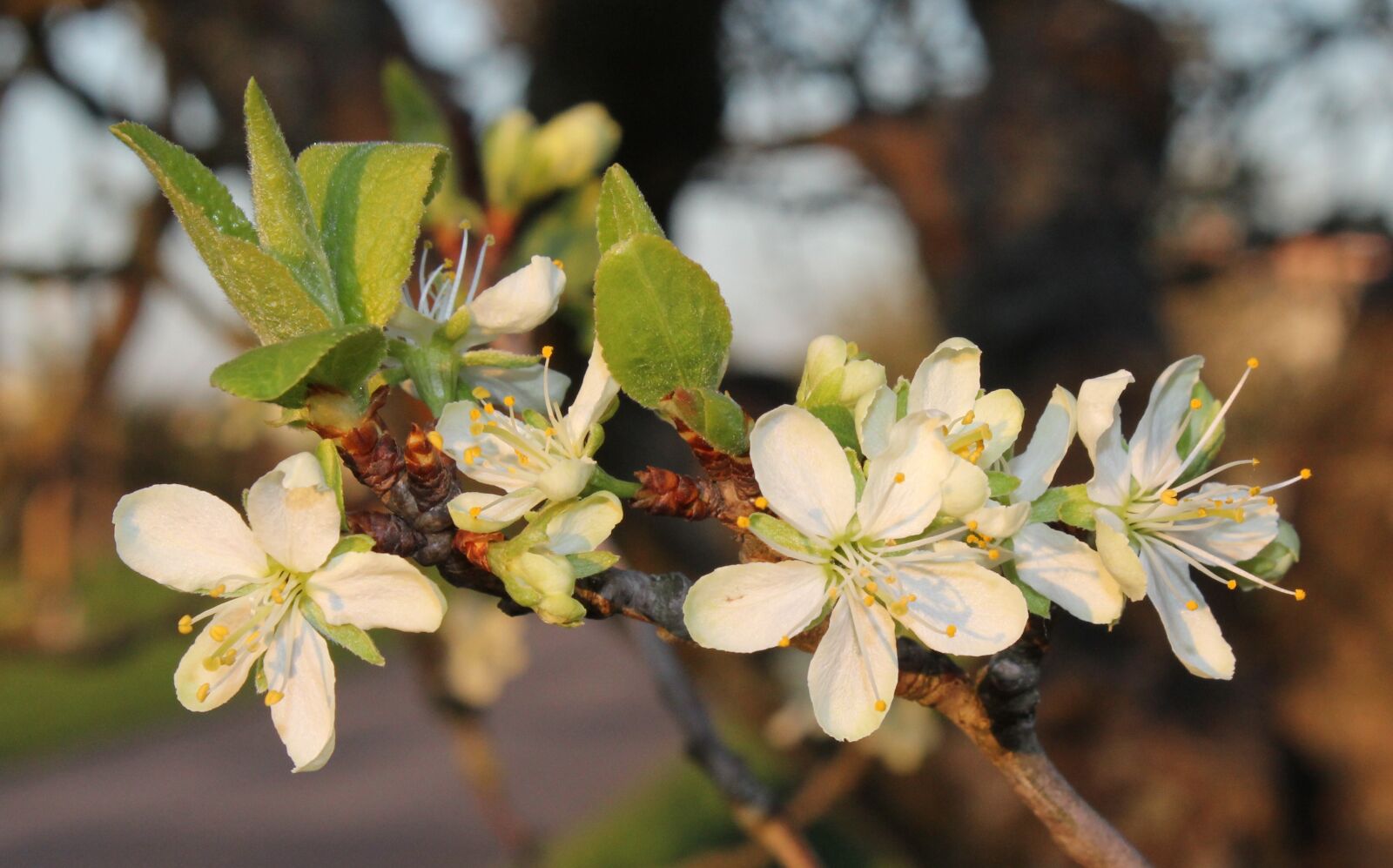 Canon EOS 60D sample photo. Flower, nature, plant photography