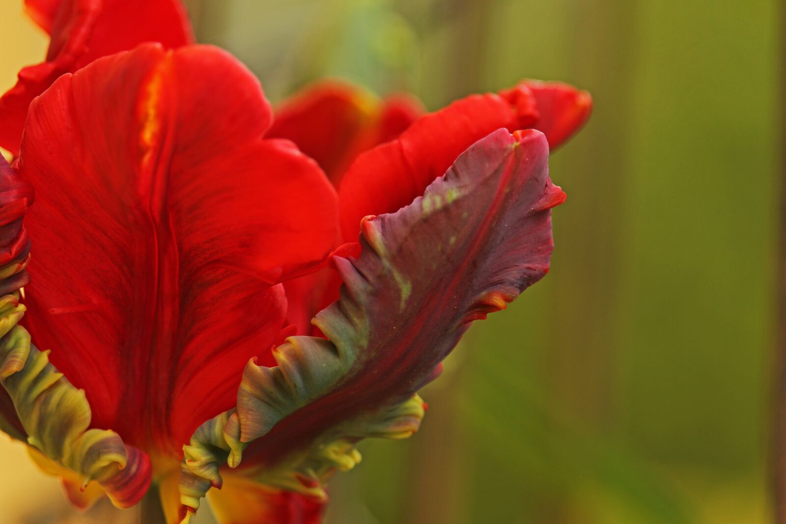 Canon EF-S 55-250mm F4-5.6 IS STM sample photo. Tulip, parrot tulip, spring photography
