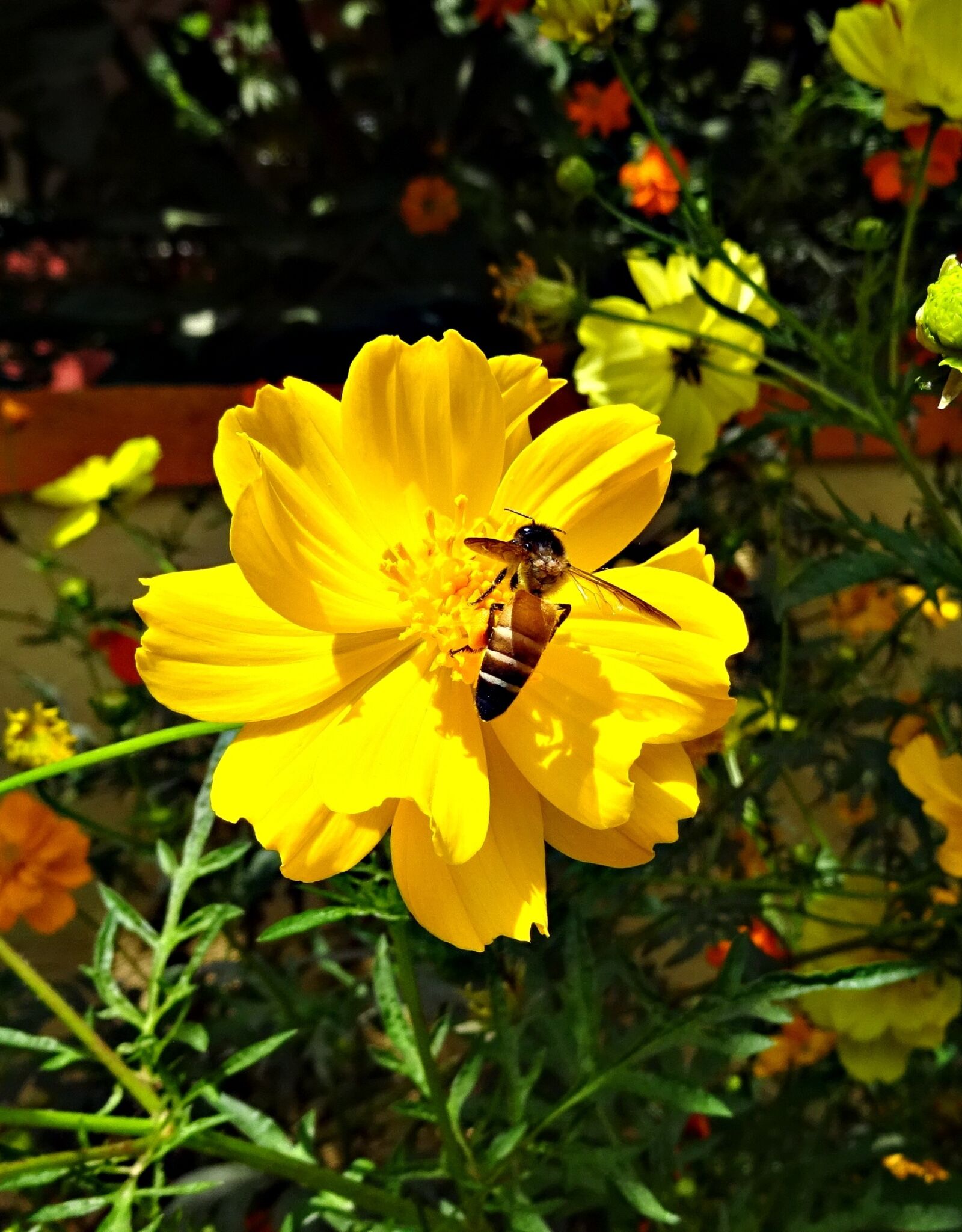 Sony DSC-HX60V sample photo. Flower, cosmos, cosmos sulphureus photography