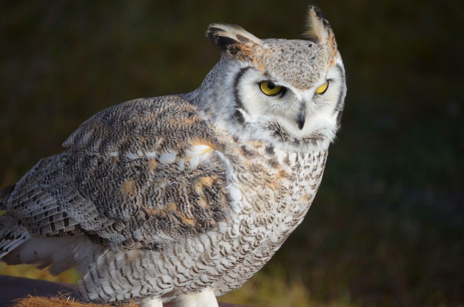 Nikon D5100 sample photo. Snowy owl, owl, eagle photography